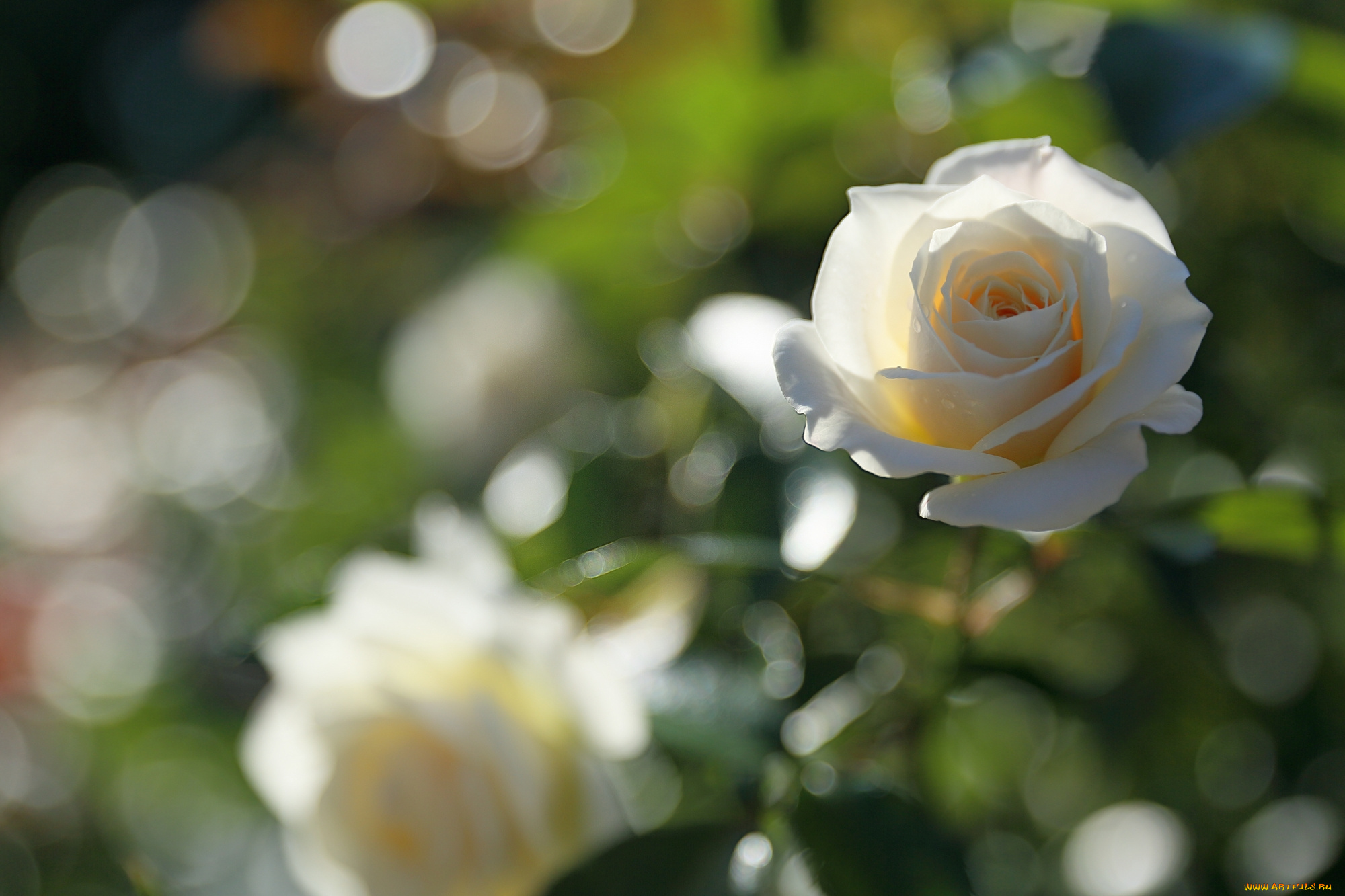 цветы, розы, белая, роза