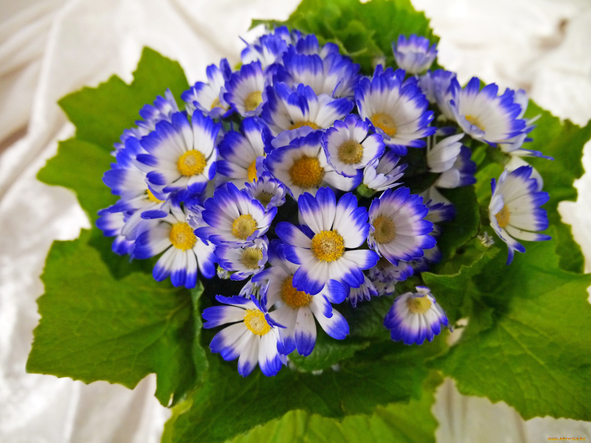 цветы, цинерария, вазон, синие