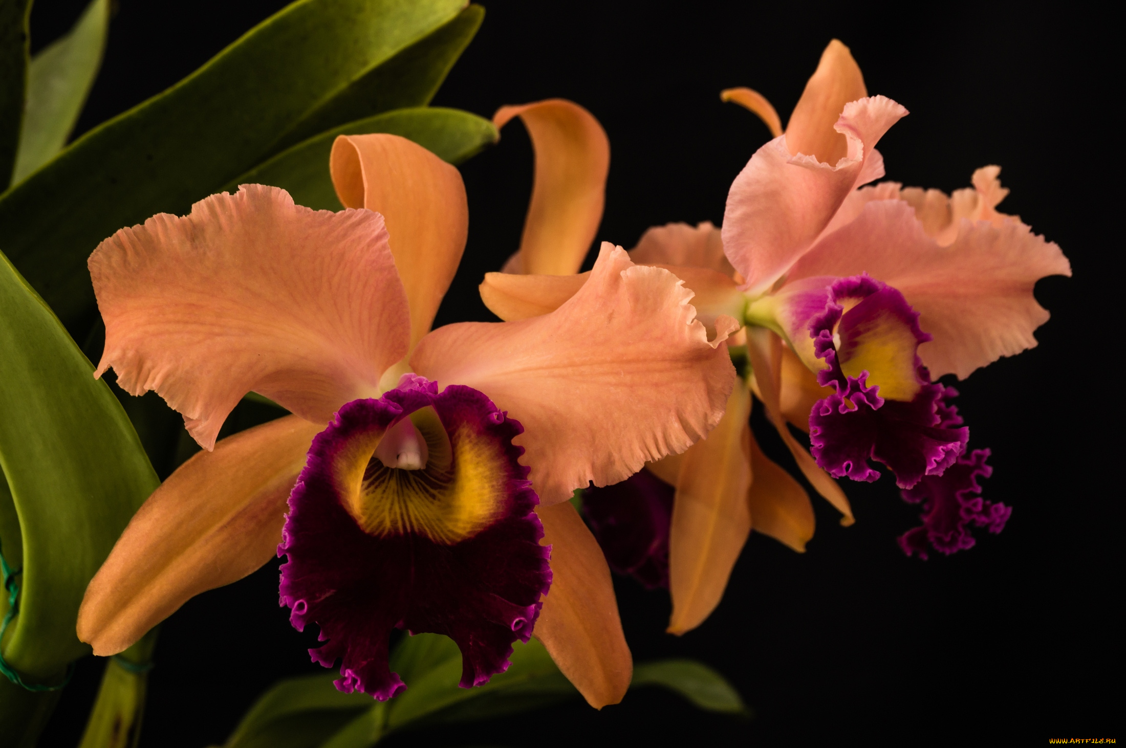 цветы, орхидеи, оранжевая, орхидея
