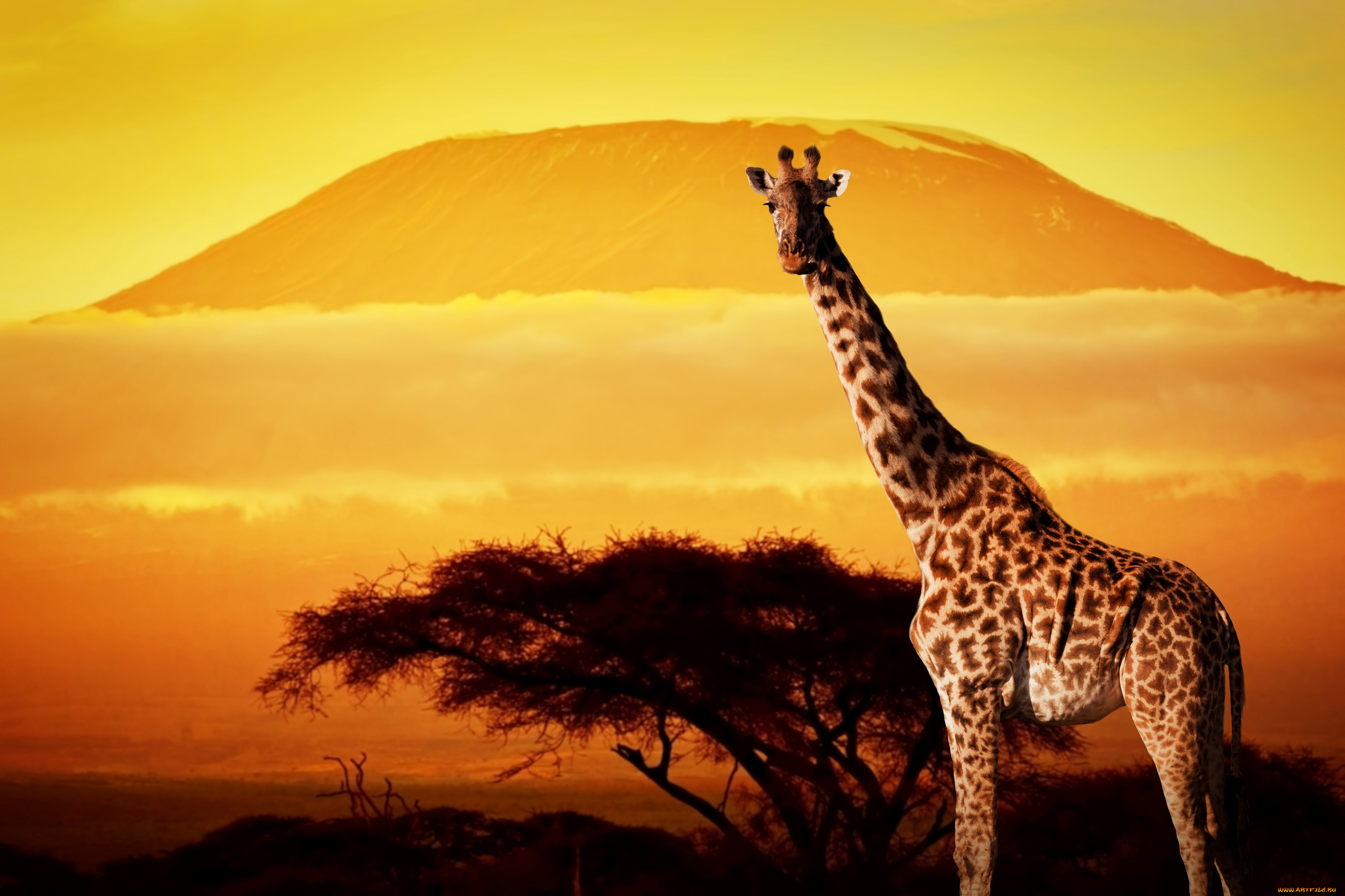 животные, жирафы, африка, сухая, трава, жираф