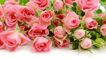 Картинка цветы розы flowers roses pink