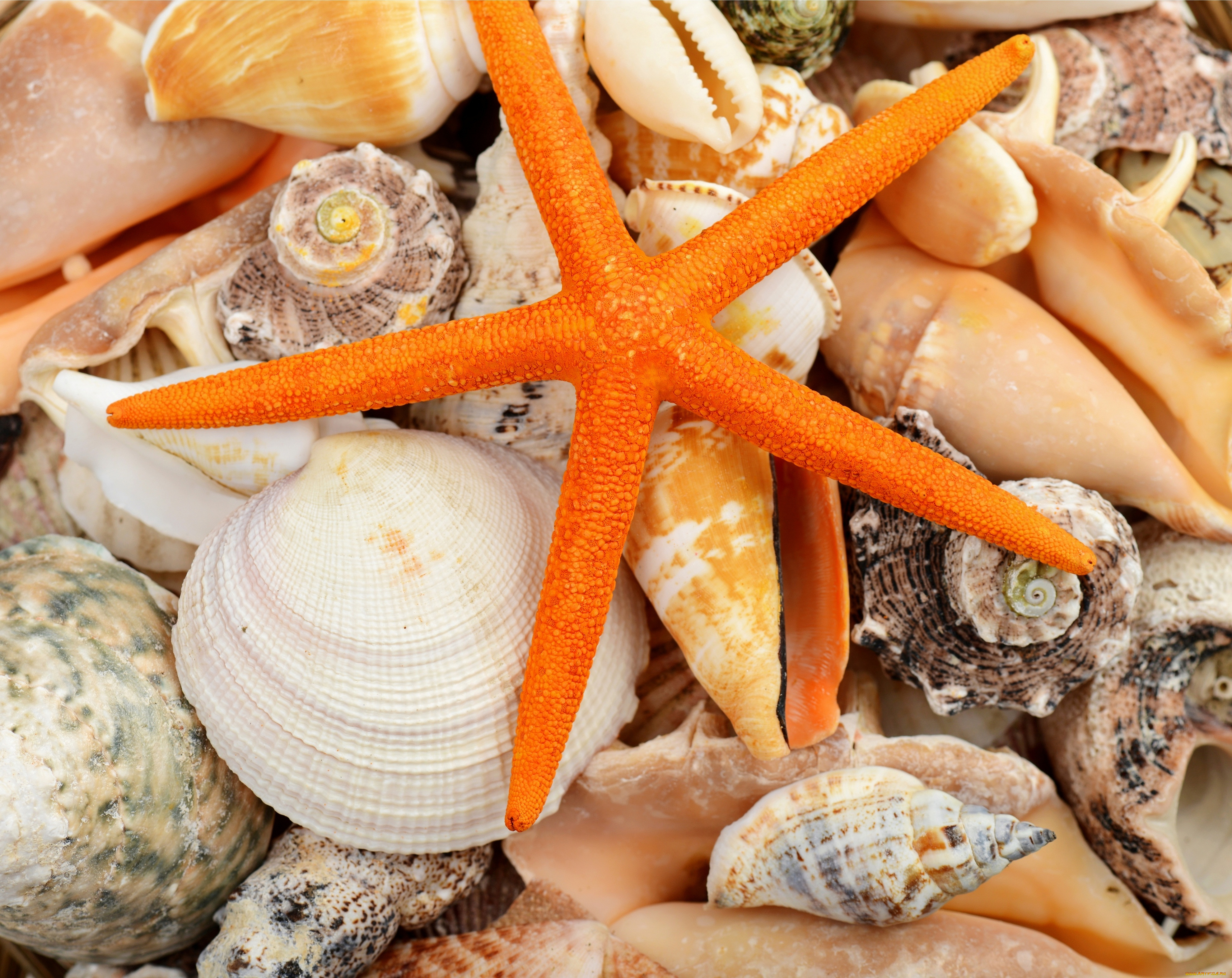 разное, ракушки, , кораллы, , декоративные, и, spa-камни, морская, звезда, marine, starfish, shells, seashells