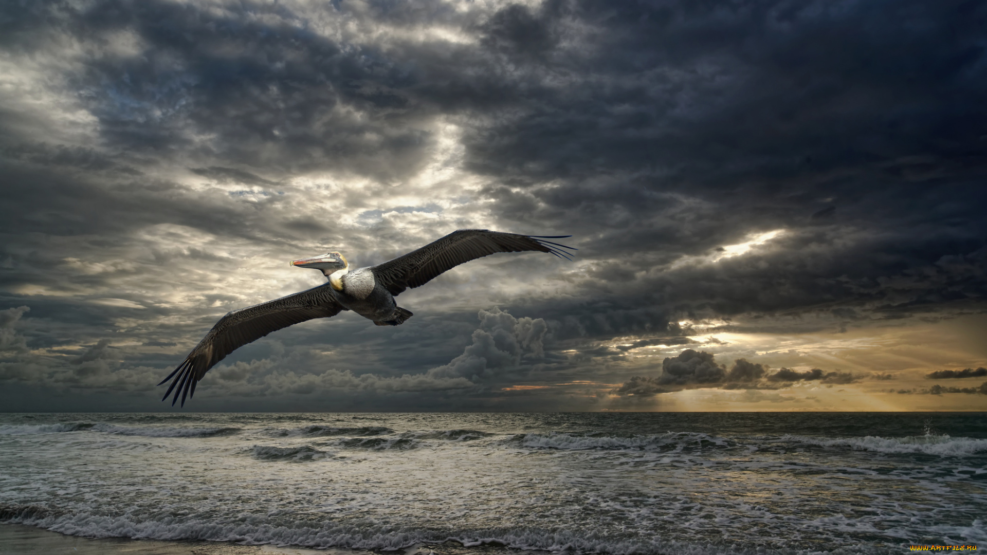 животные, пеликаны, пеликан, летит, птица, тучи, море, небо, облака