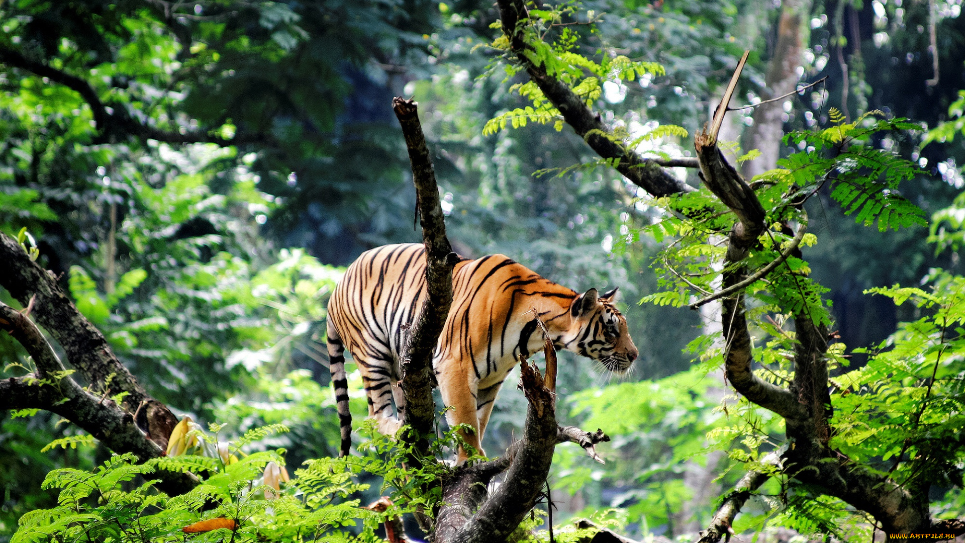 животные, тигры, индия, азия, тигр, молодой, джунгли