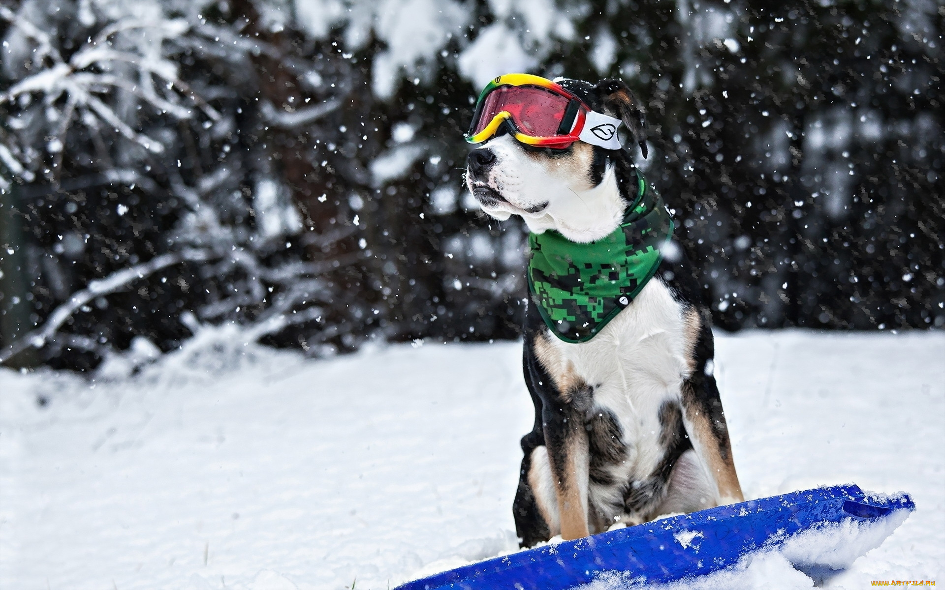 прикольный, пёс, сноубордист, животные, собаки, прикольный, пёс, сноубордист