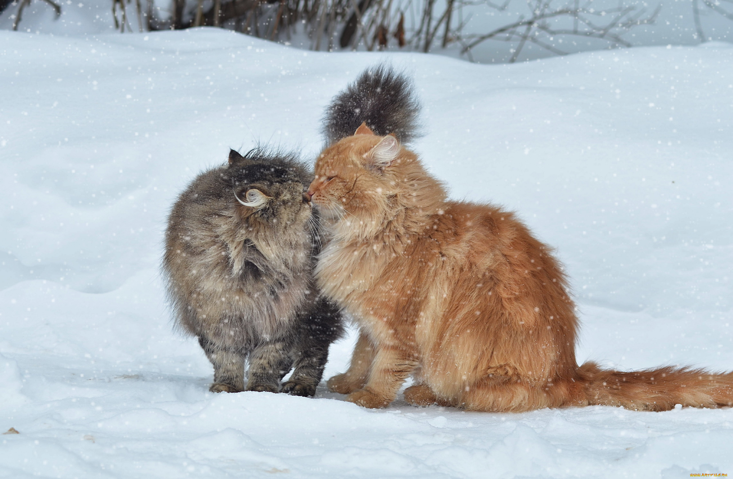 животные, коты, снег, кошки, зима