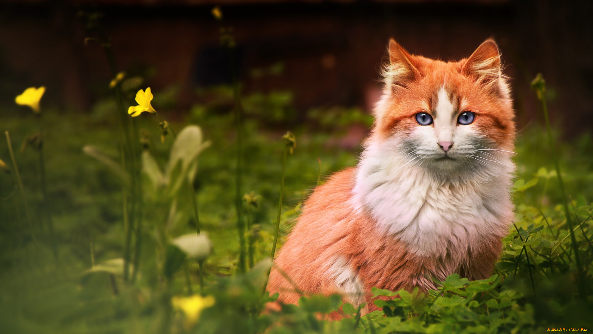 животные, коты, рыжий, кот, трава, кошка, цветок, смотрит