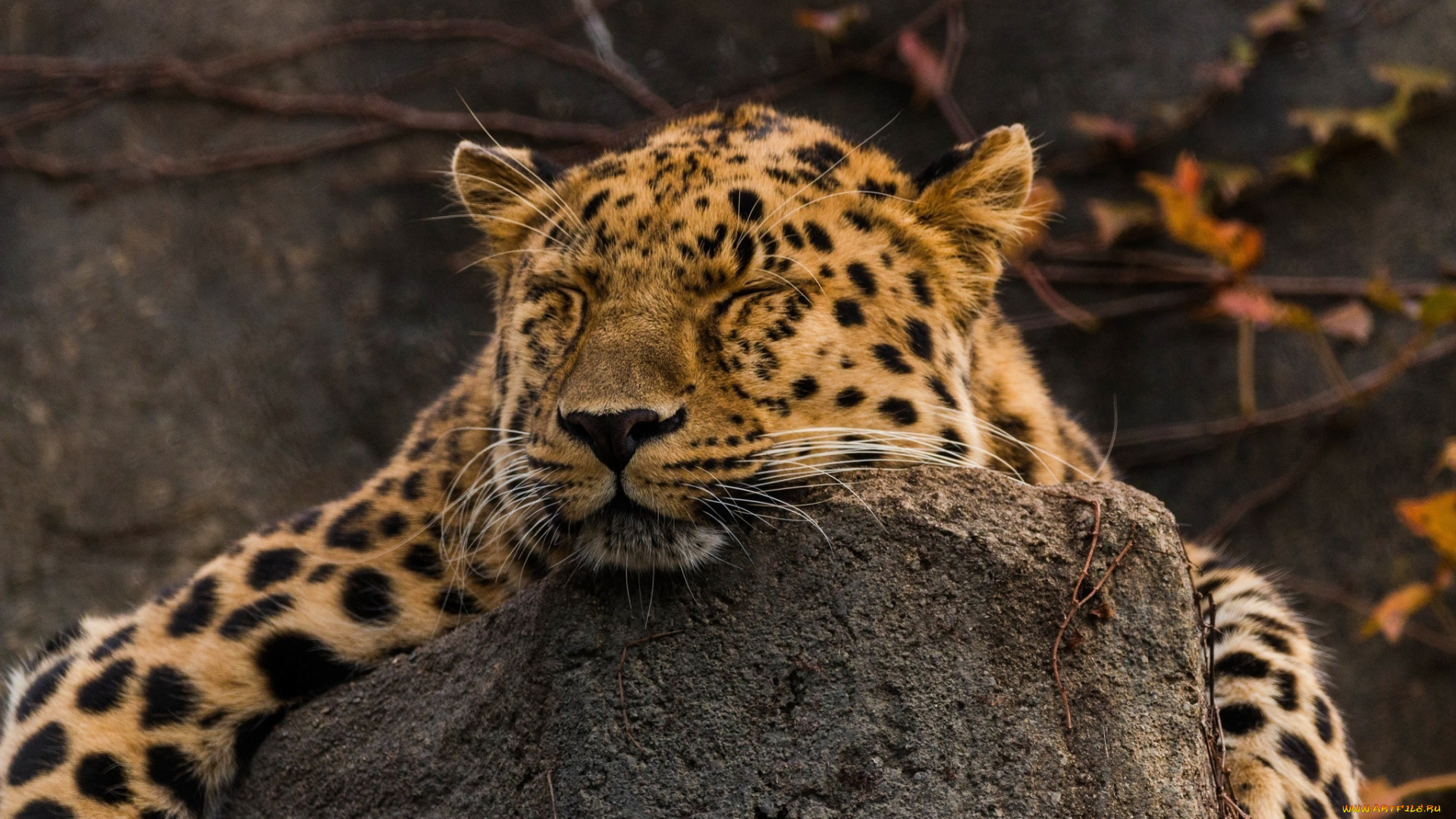 животные, леопарды, амурский, морда, сон, отдых, лежит