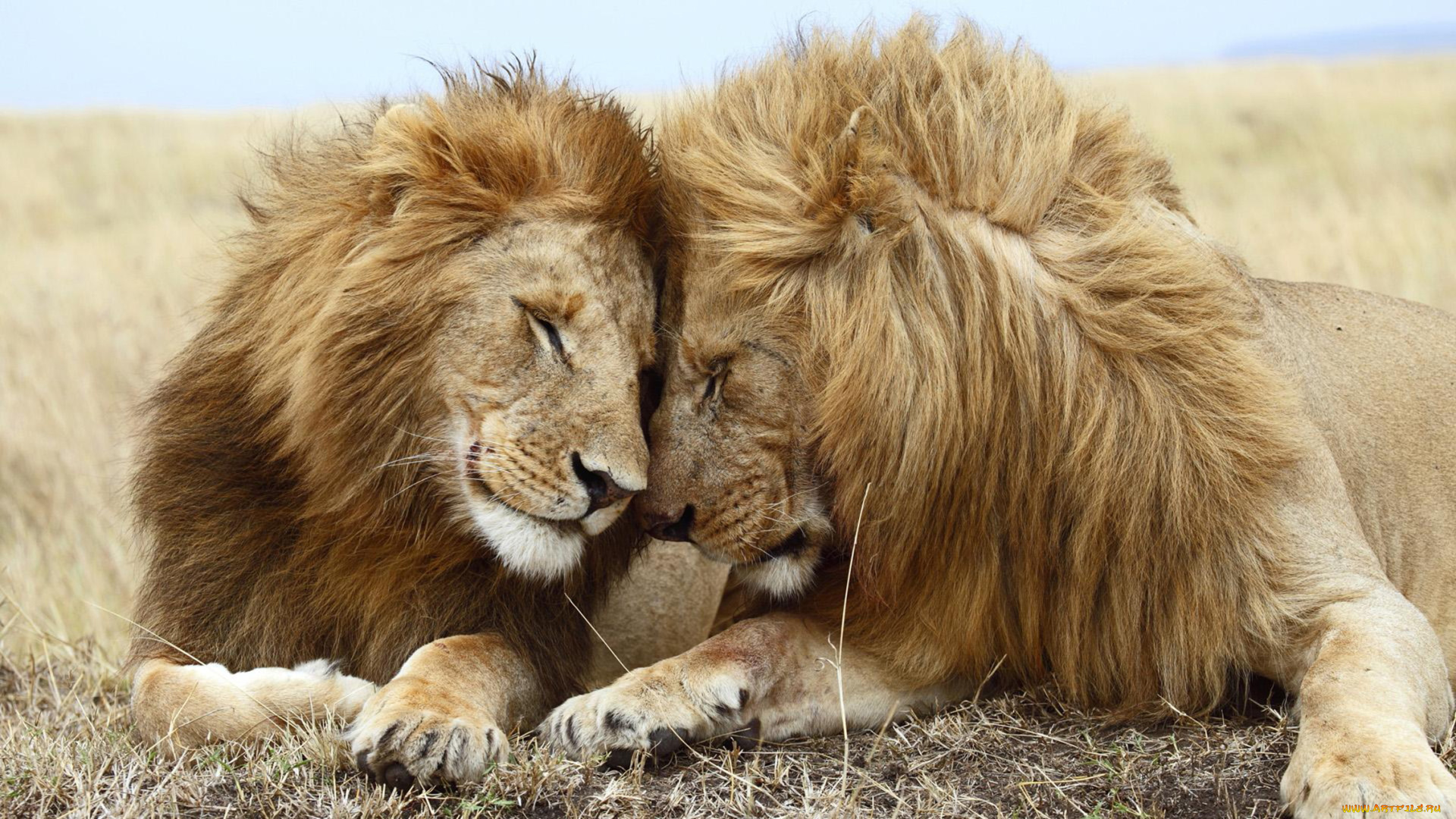 животные, львы, хищник, самцы, кошачьи