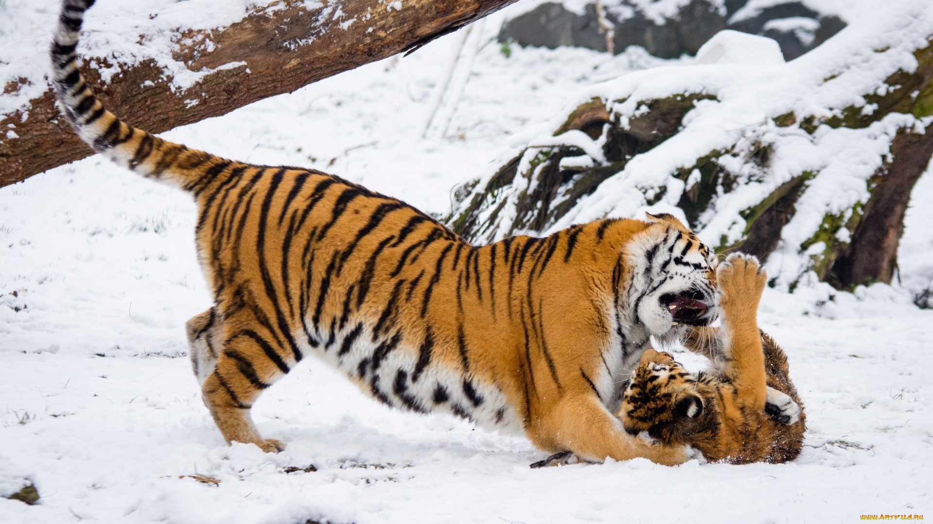 животные, тигры, амурские, парочка, семья, детёныш, игра, борьба, воспитание, снег, зоопарк