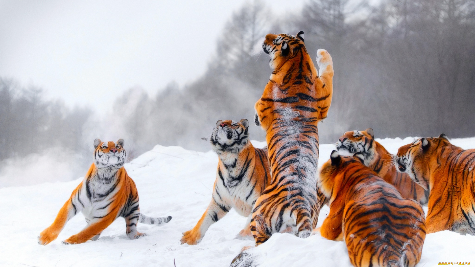 животные, тигры, охота, тигр, прыжок, зима, молодые, стойка, снег, игра