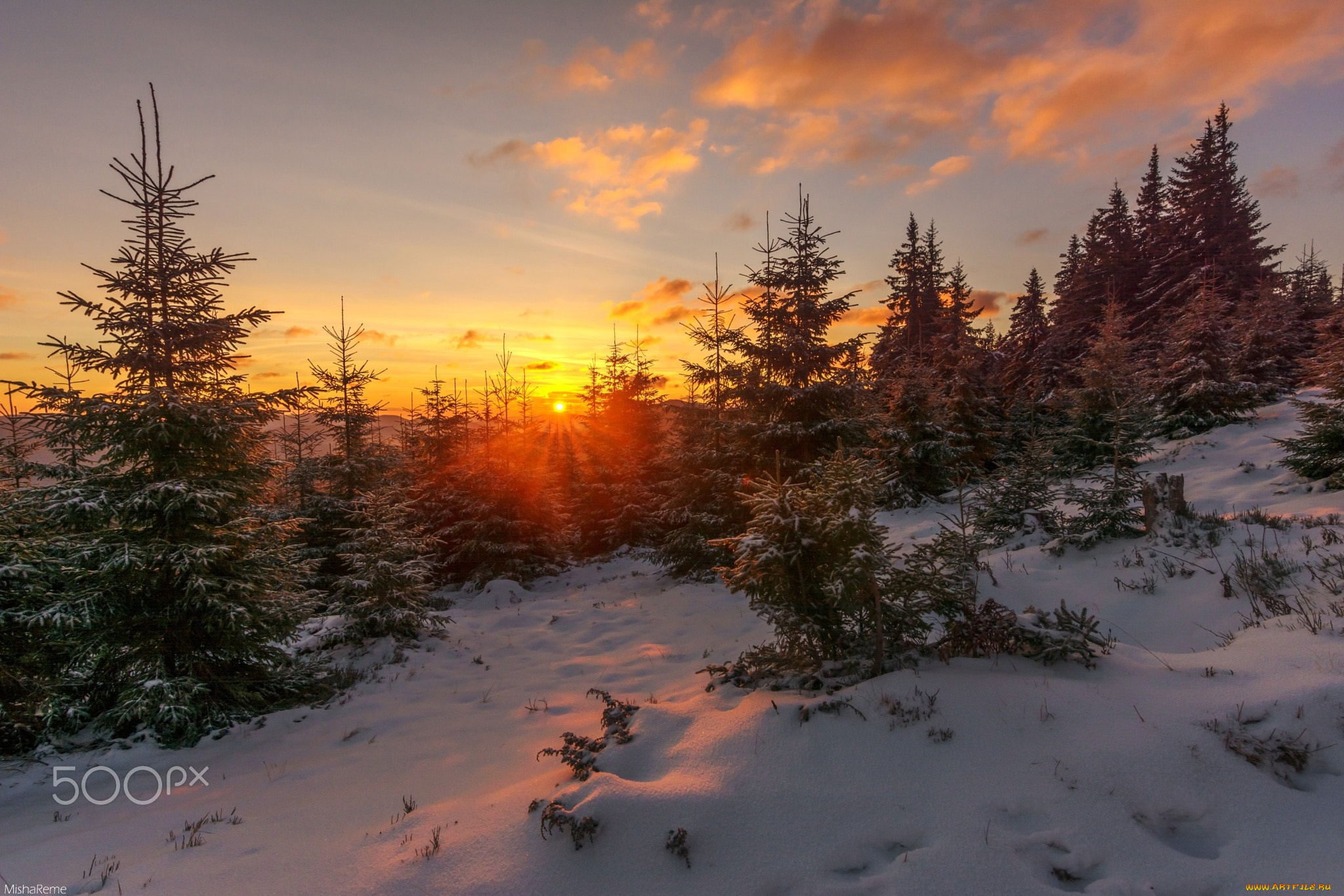 природа, восходы, закаты, снег, лес, солнце, зима