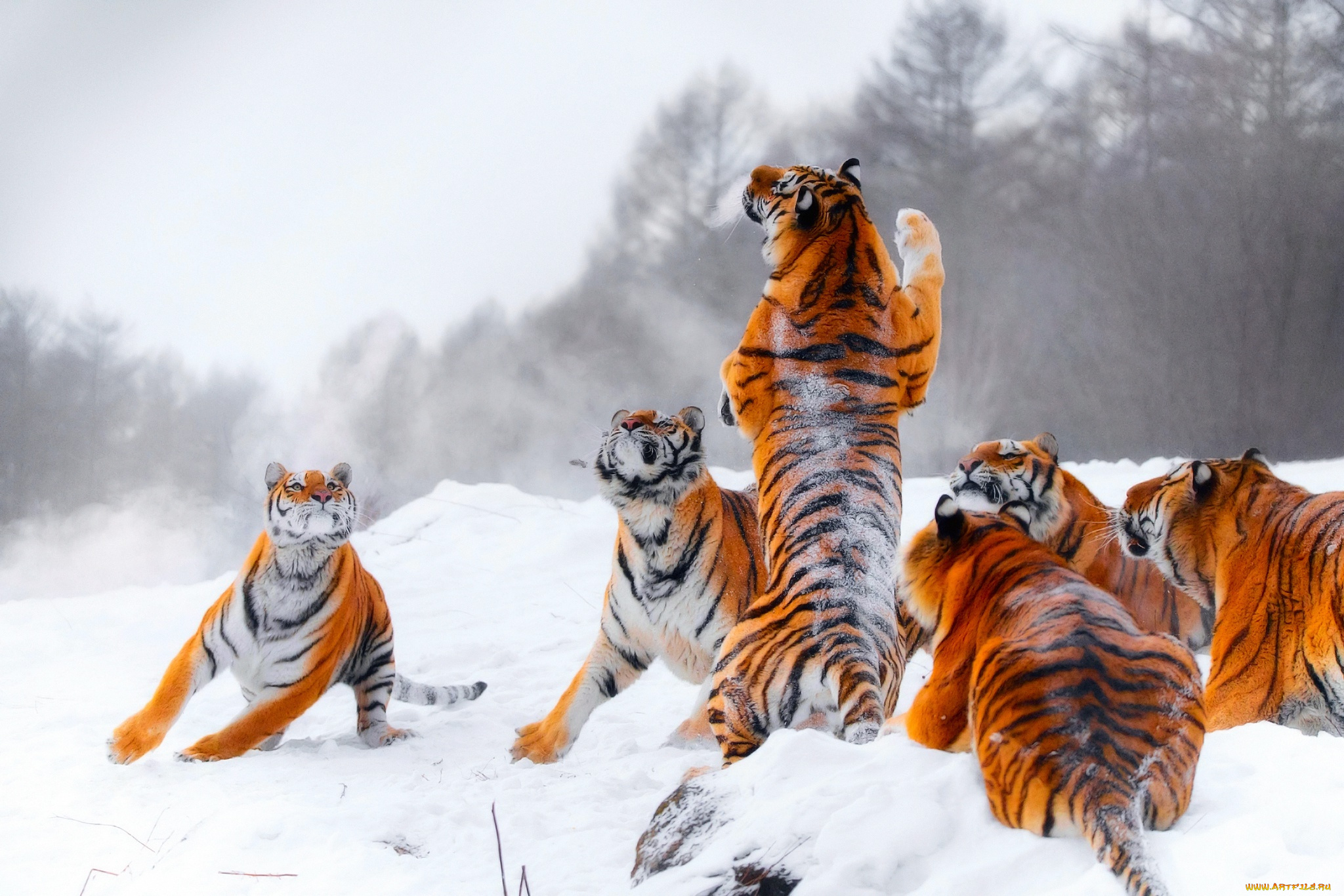 животные, тигры, охота, тигр, прыжок, зима, молодые, стойка, снег, игра