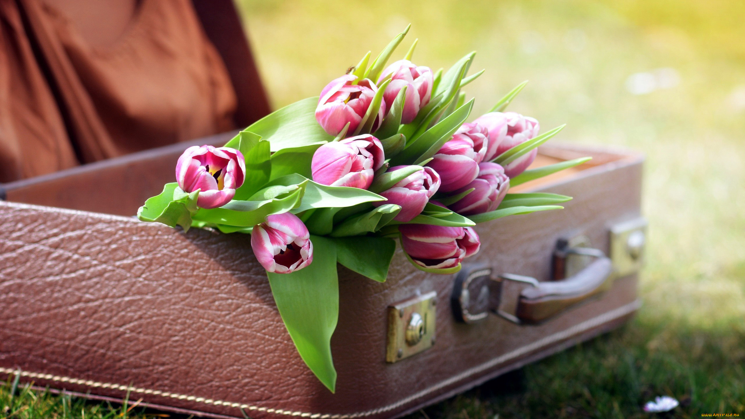 цветы, тюльпаны, чемодан, бутоны