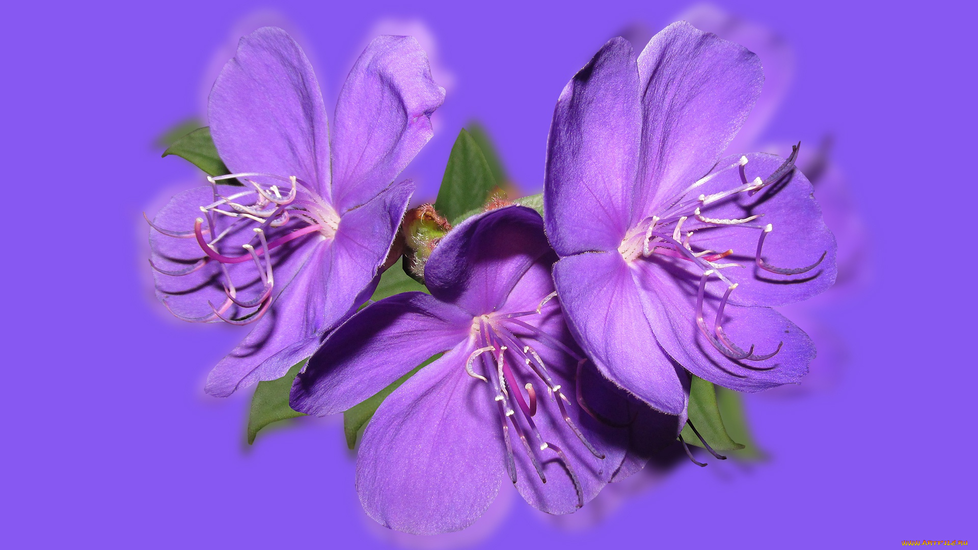 цветы, герань, фиолетовые