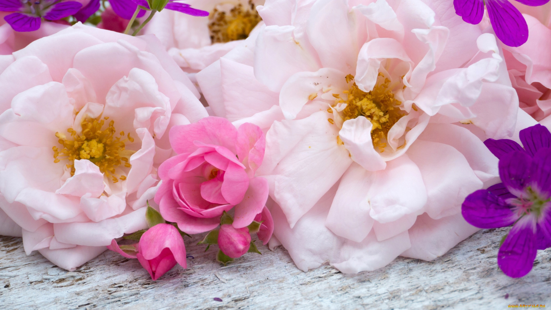 цветы, розы, бутоны, розовые, wood, bud, pink, flowers