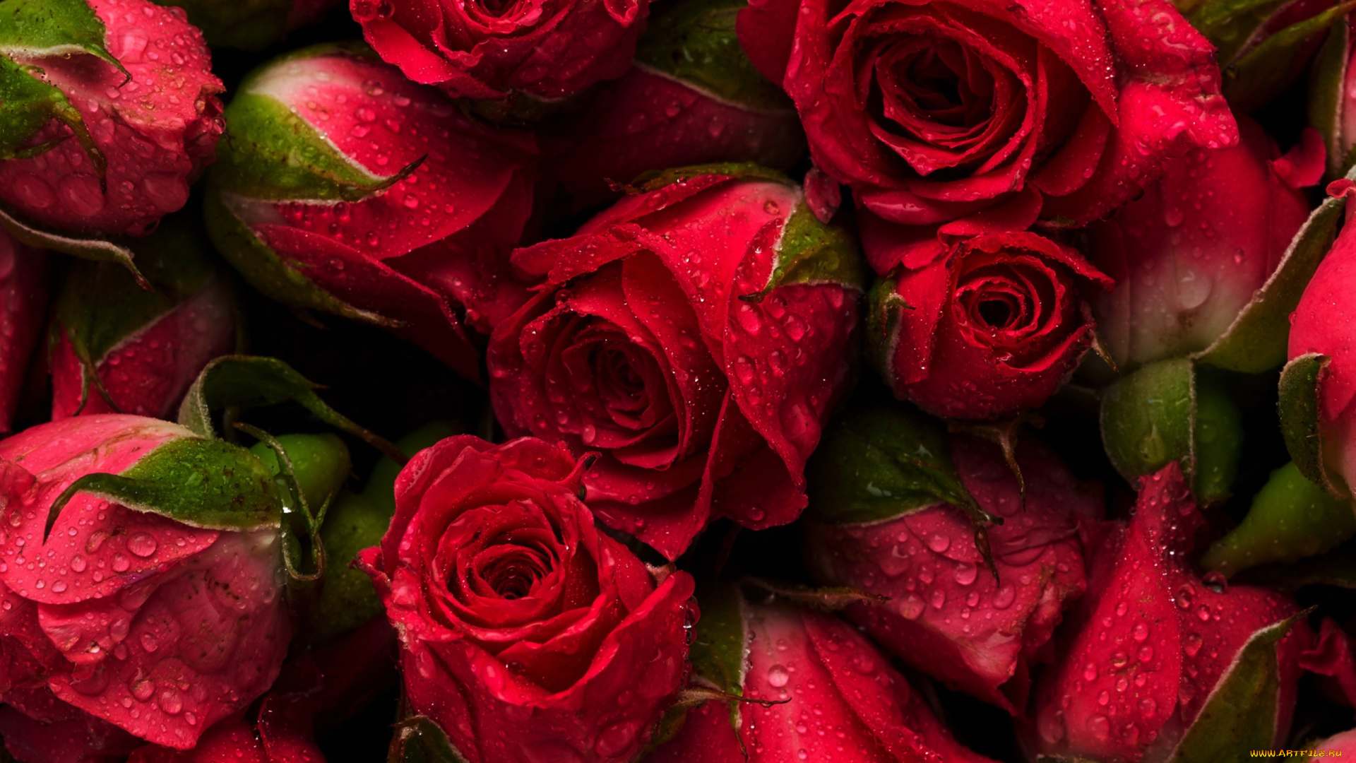 цветы, розы, flowers, red, фон, красные, fresh, roses, natural, background, бутоны
