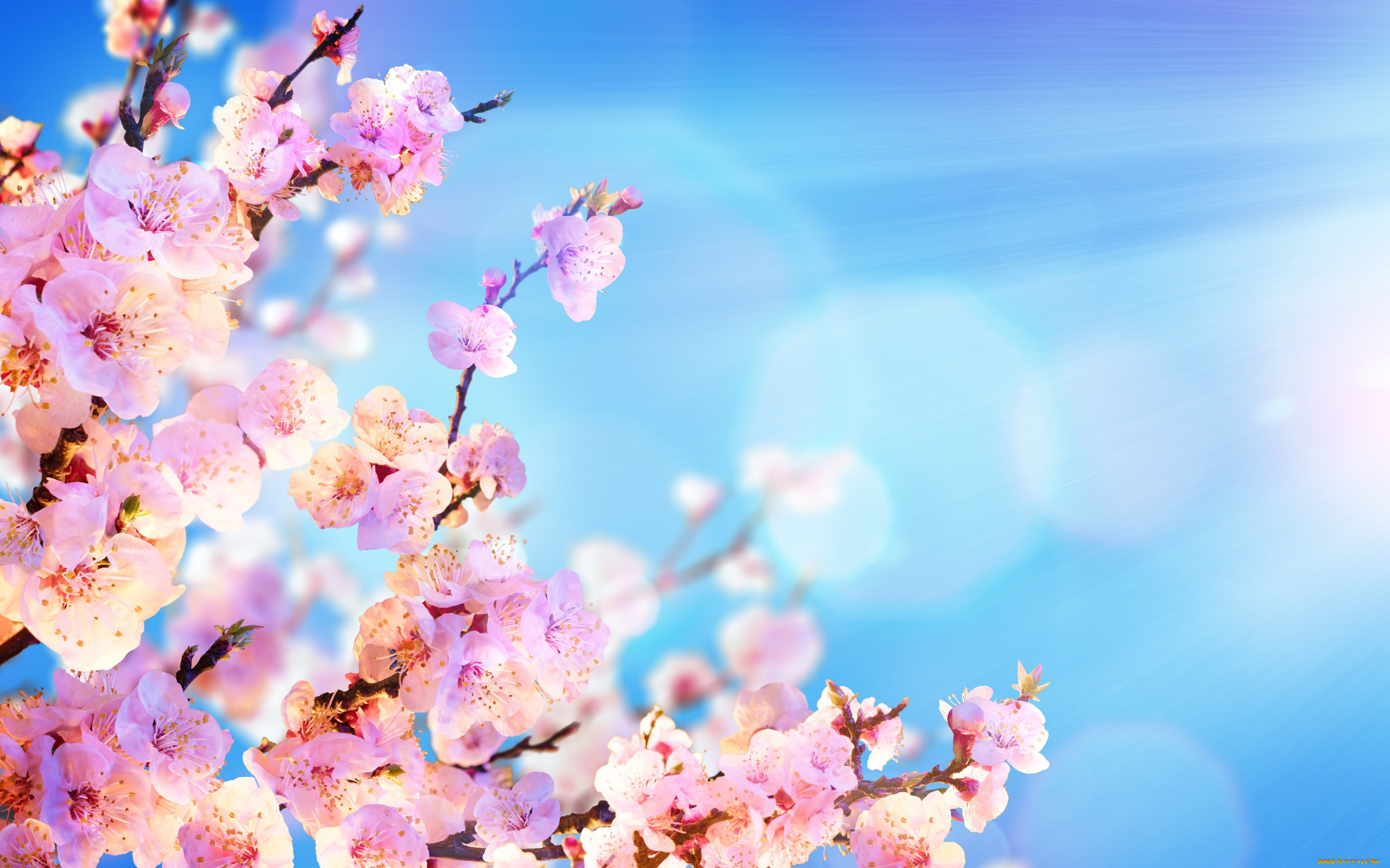 цветы, цветущие, деревья, , , кустарники, flowers, spring, солнце, цветение, pink, blossom, сакура, sakura, небо, ветки, sky, весна