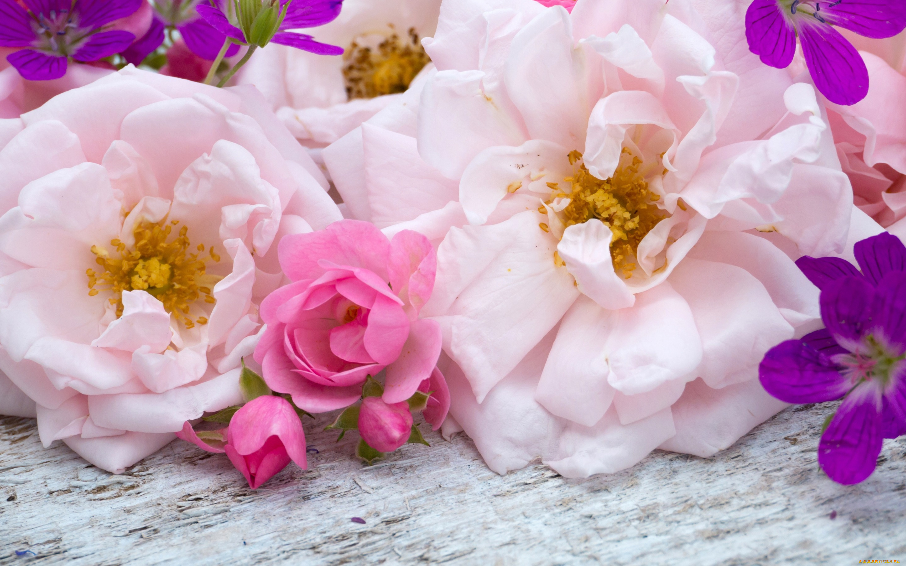 цветы, розы, бутоны, розовые, wood, bud, pink, flowers