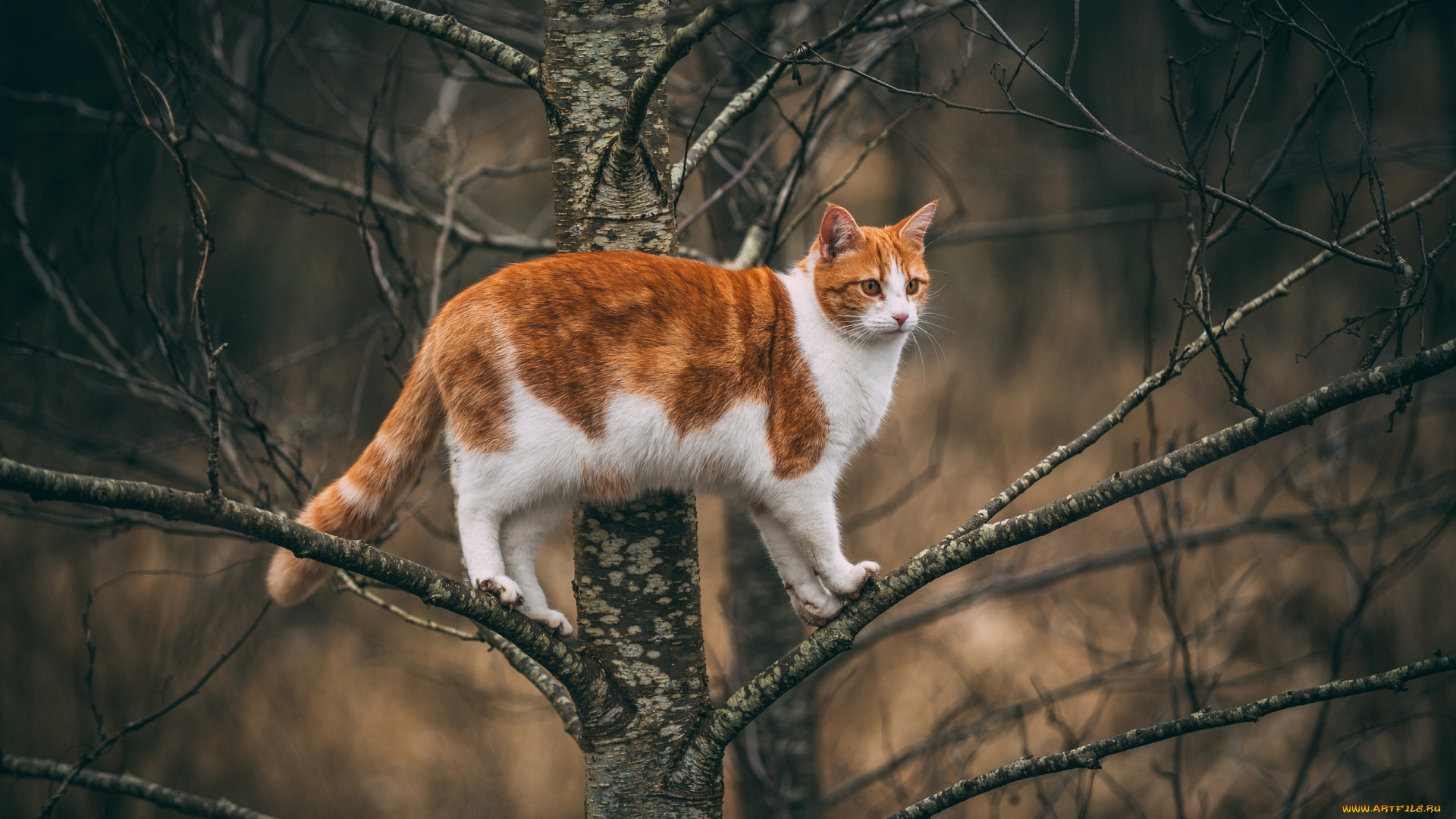 животные, коты, рыжий, кот