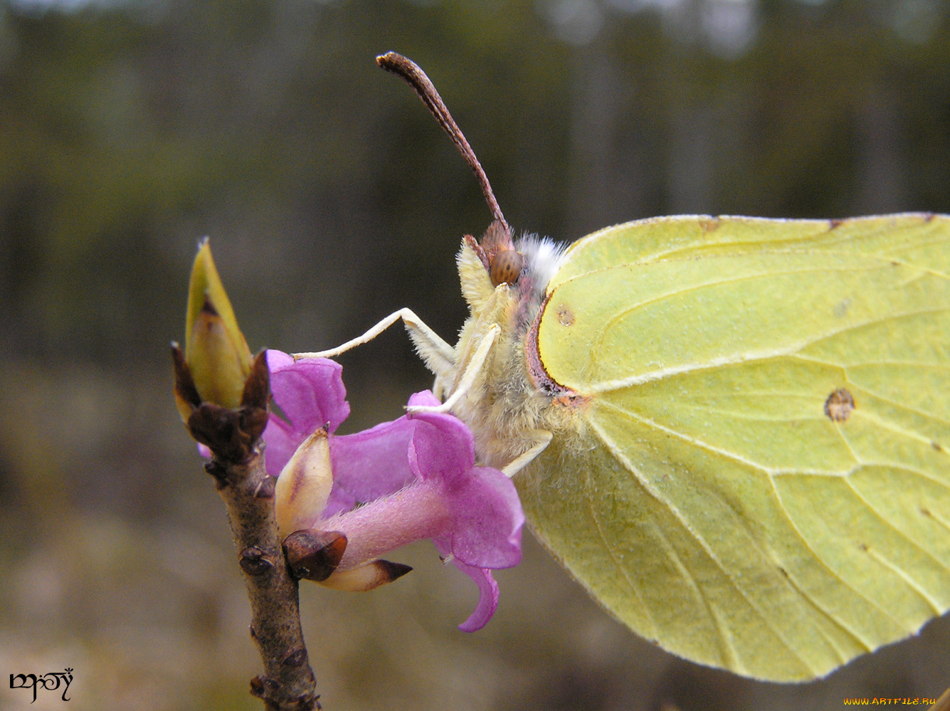 gonepteryx, rhamni, животные, бабочки