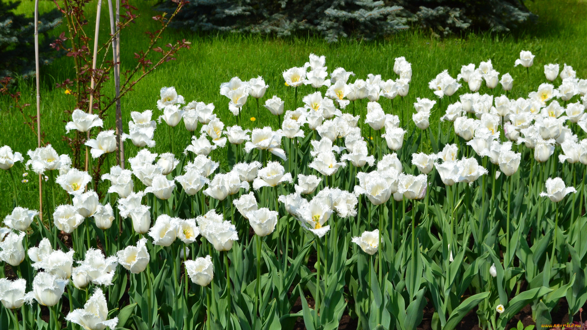 цветы, тюльпаны, белые