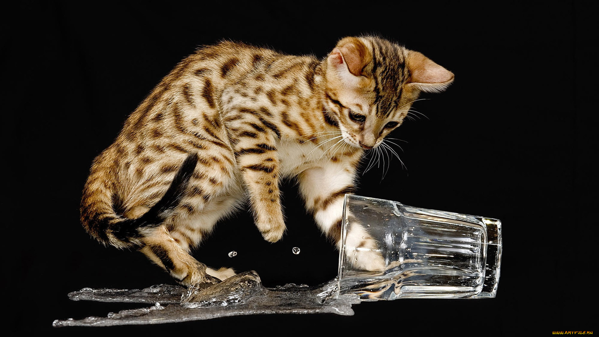 животные, коты, кот, стакан, вода