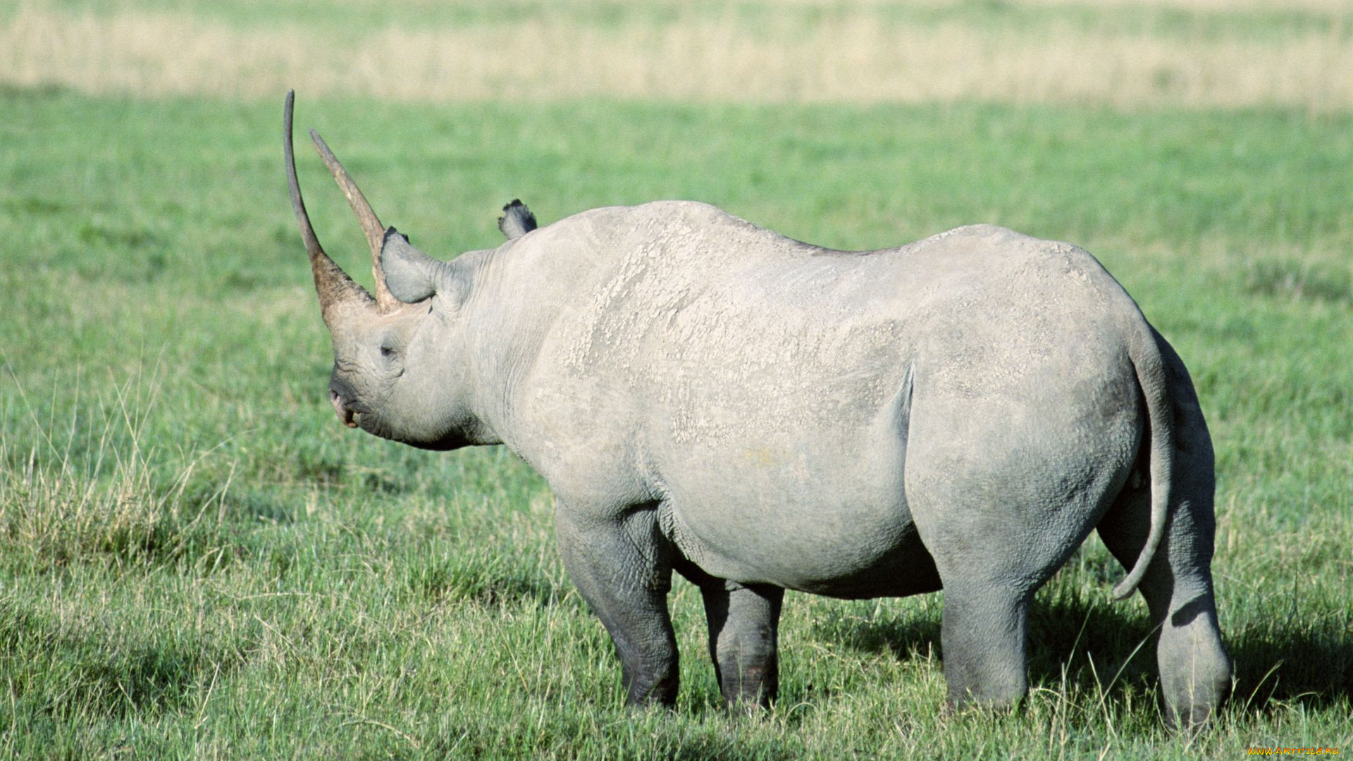 животные, носороги, белый, носорог