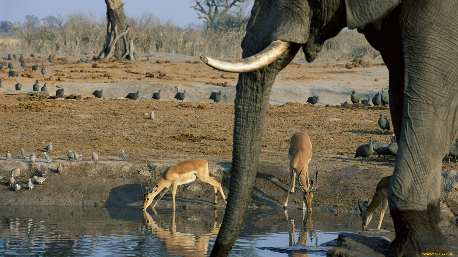 животные, разные, вместе, саванна, африка, антилопы, слон, птицы, водопой