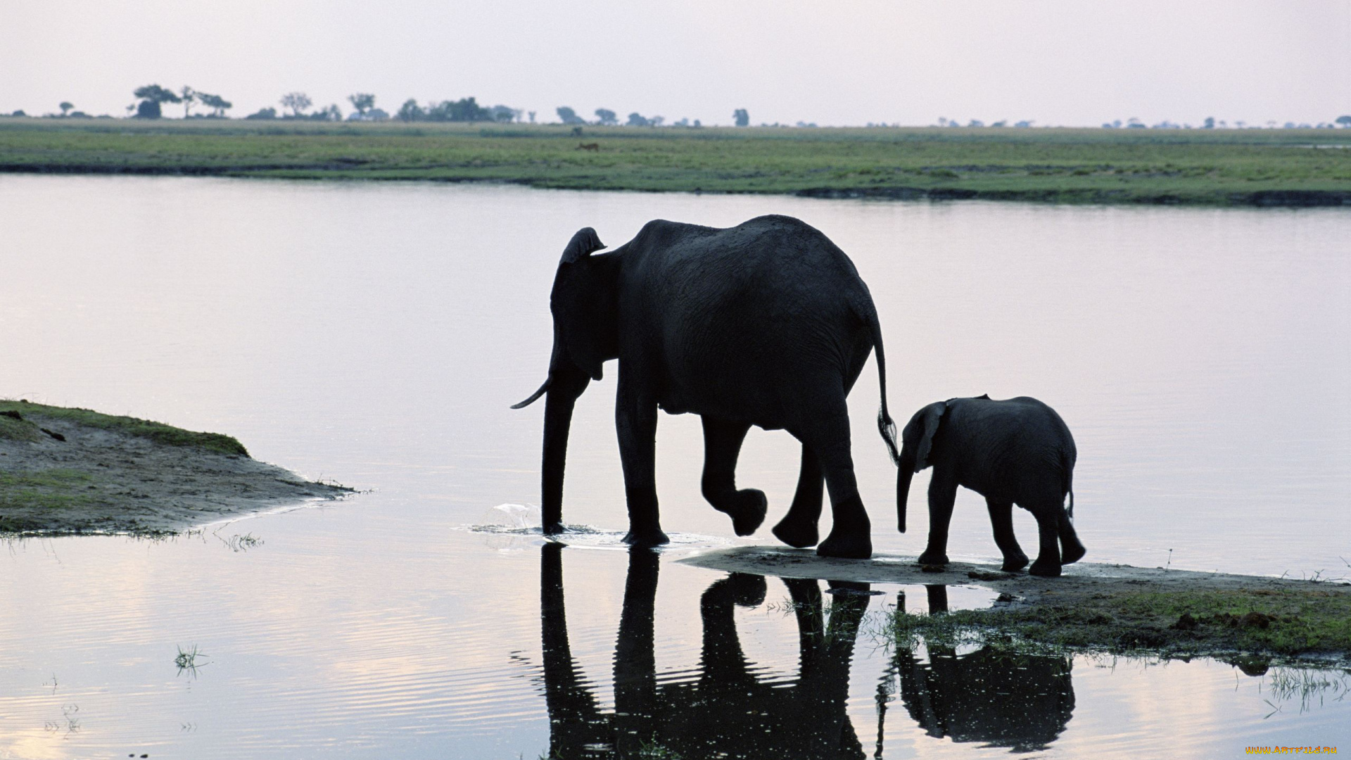 животные, слоны, слониха, со, слонёнком, река, слонёнок