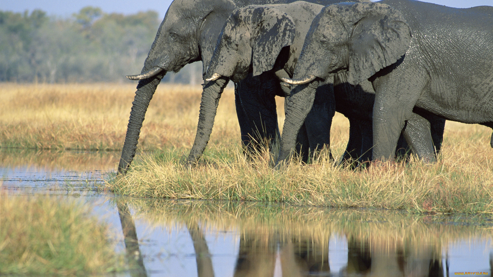 животные, слоны, водопой, африканские
