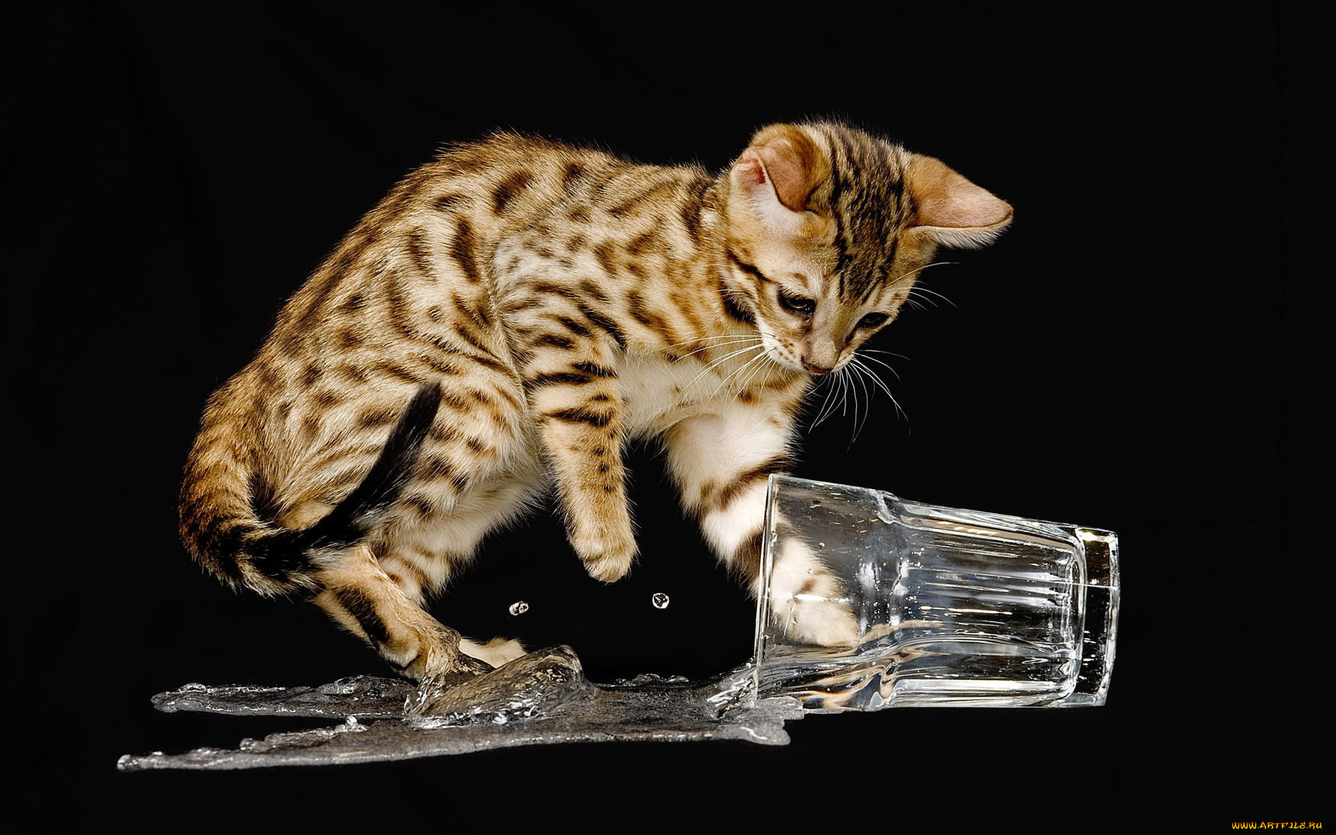 животные, коты, кот, стакан, вода
