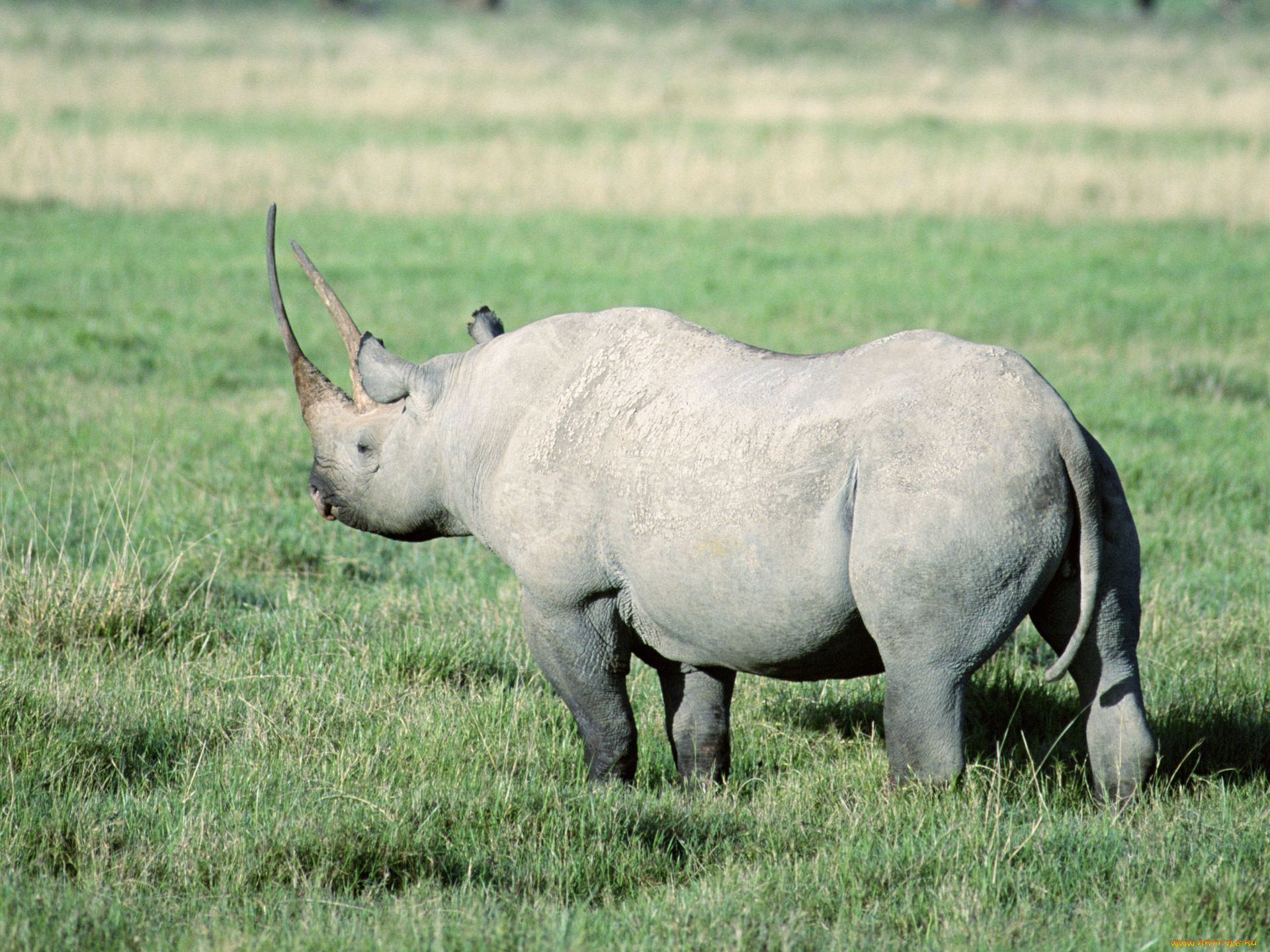 животные, носороги, белый, носорог