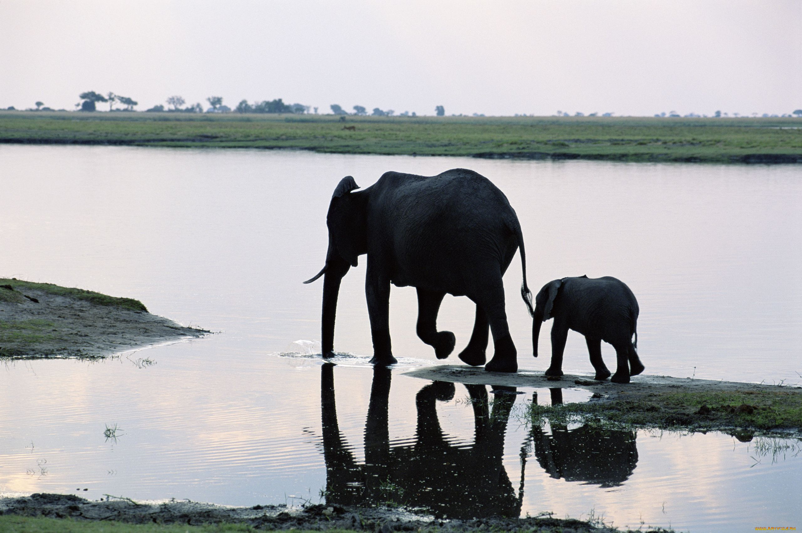 Elephant river. Слоны. Слон и Слоненок. Слониха со слоненком. Слоны в воде.