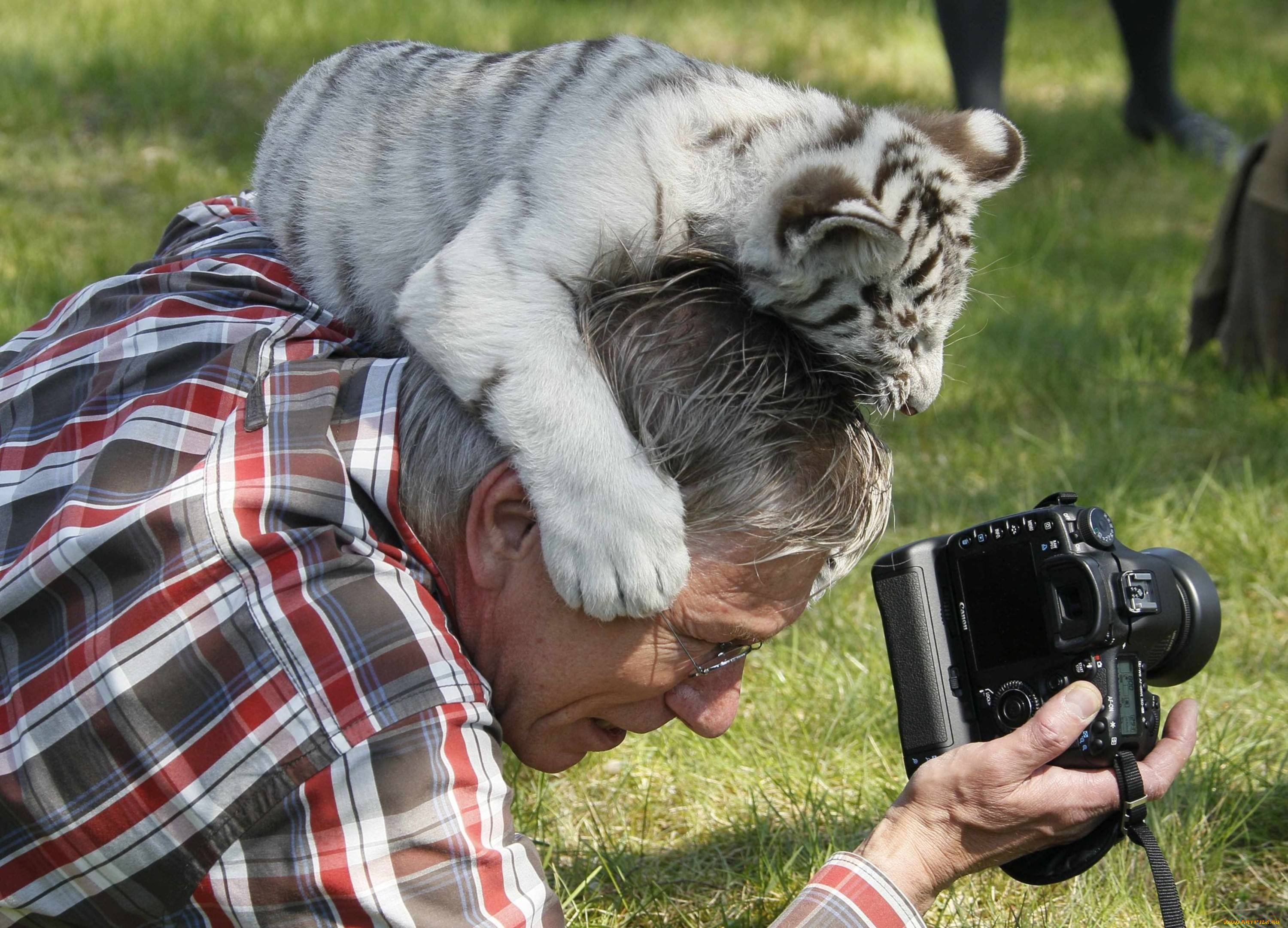 животные, тигры, тигренок, фотограф