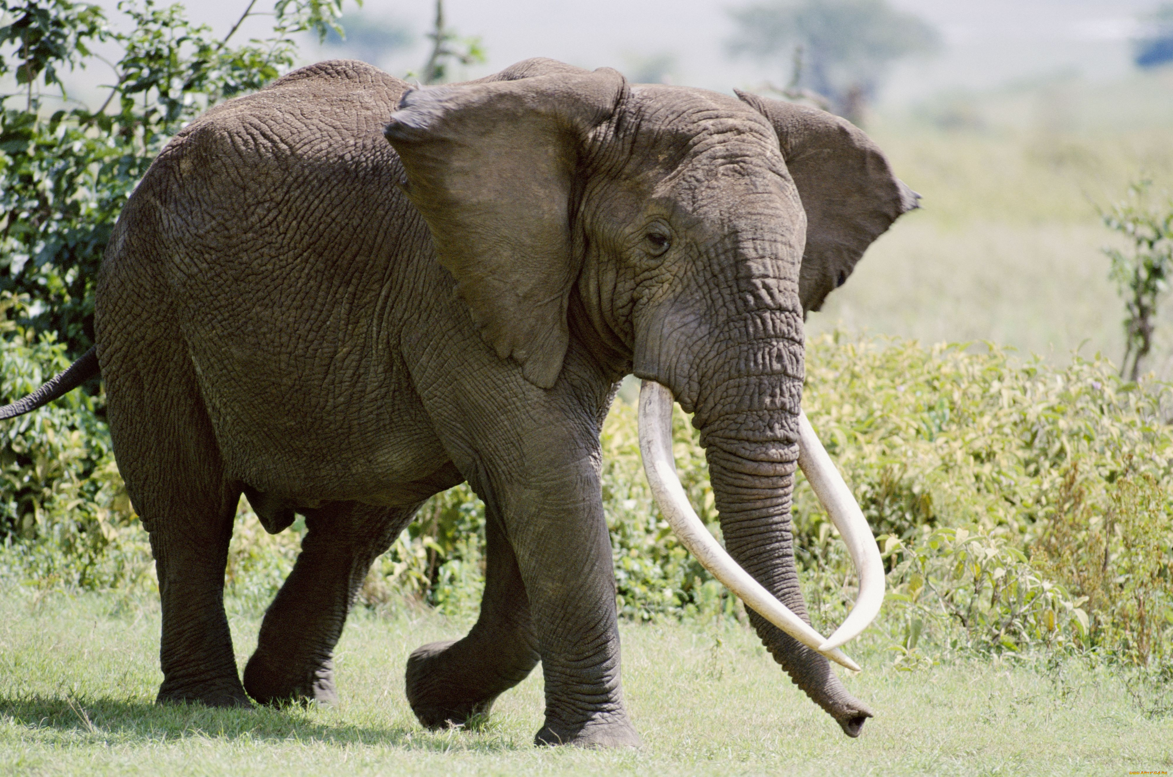 Известно что индийский слон крупное наземное млекопитающее. Слоны. Слоны фото. Красивый слон. Саванный слон.