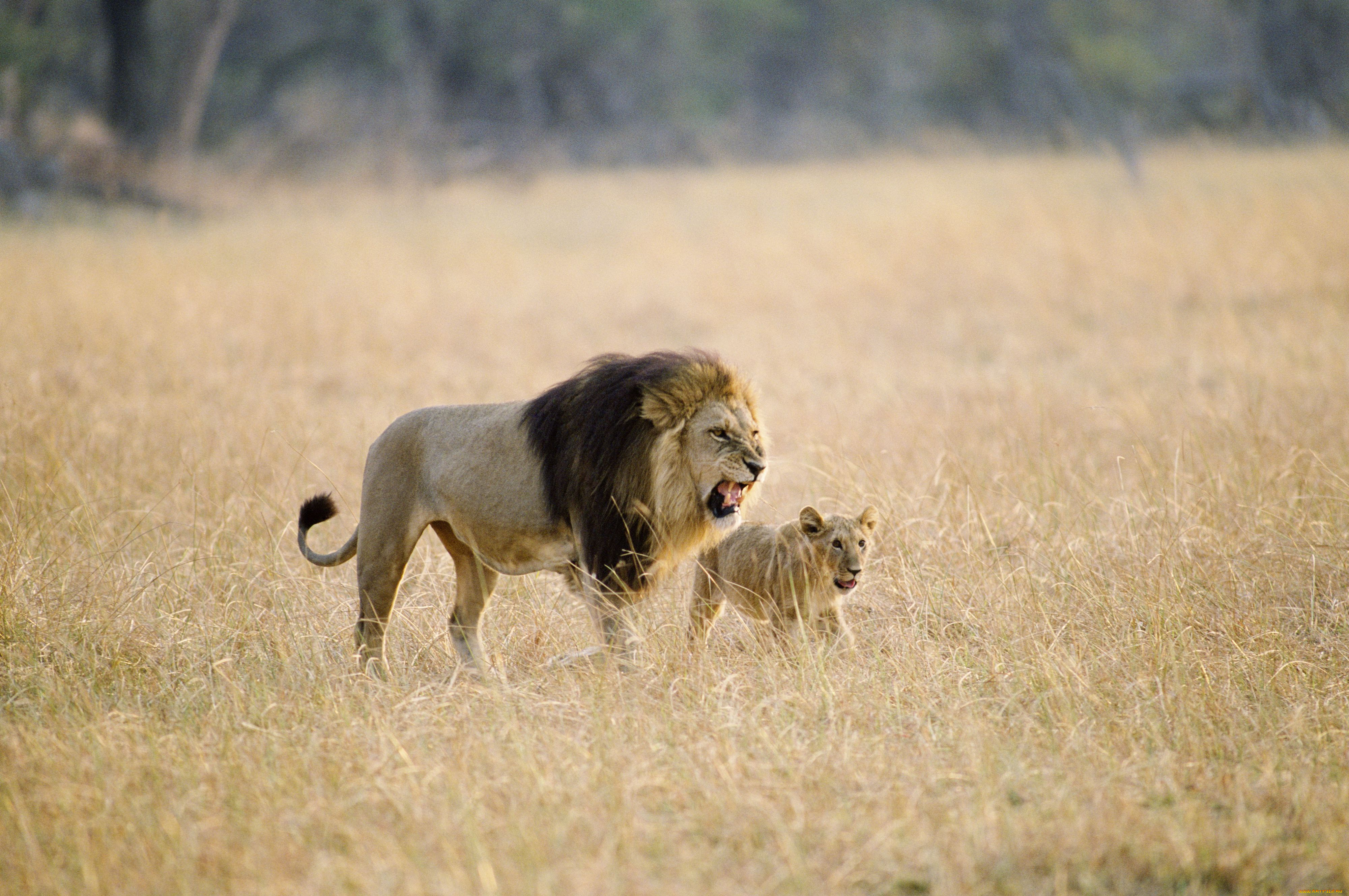 животные, львы, саванна, львёнок, царь, зверей, отцовство