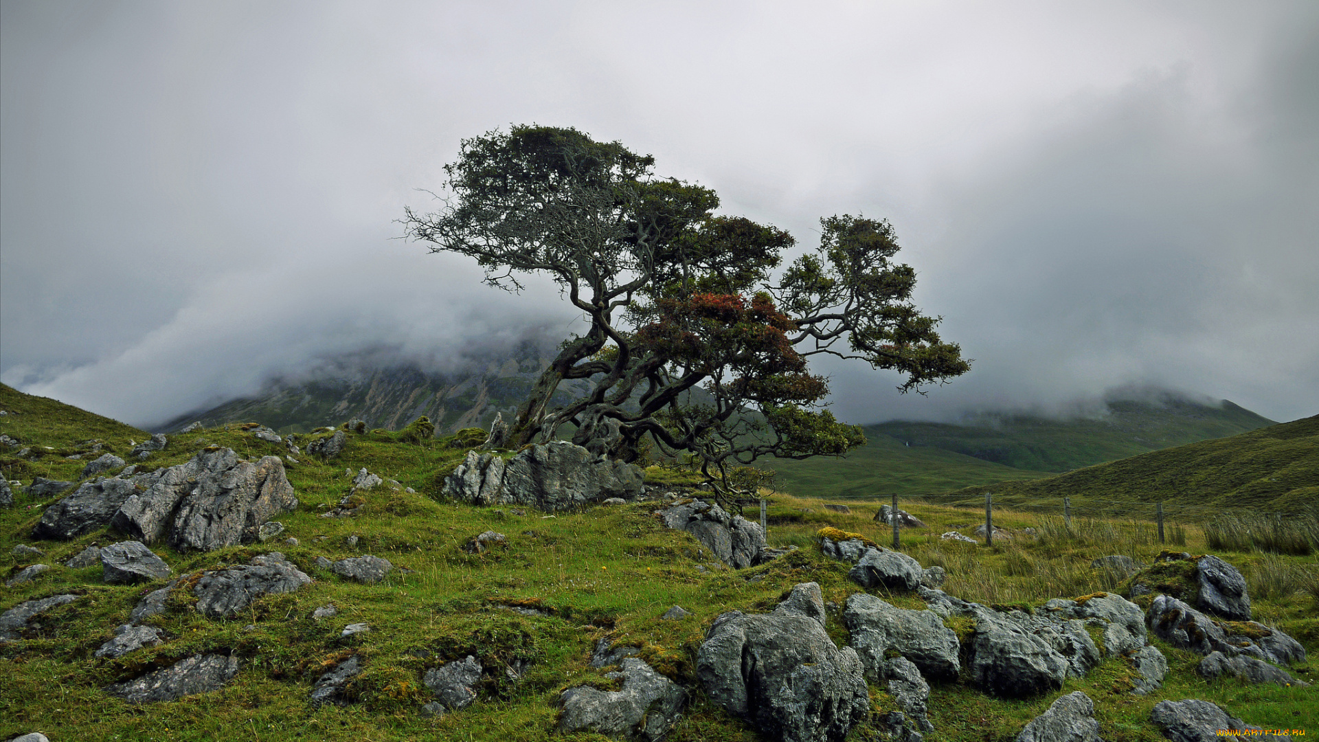природа, деревья, камни, дерево, туман, горы