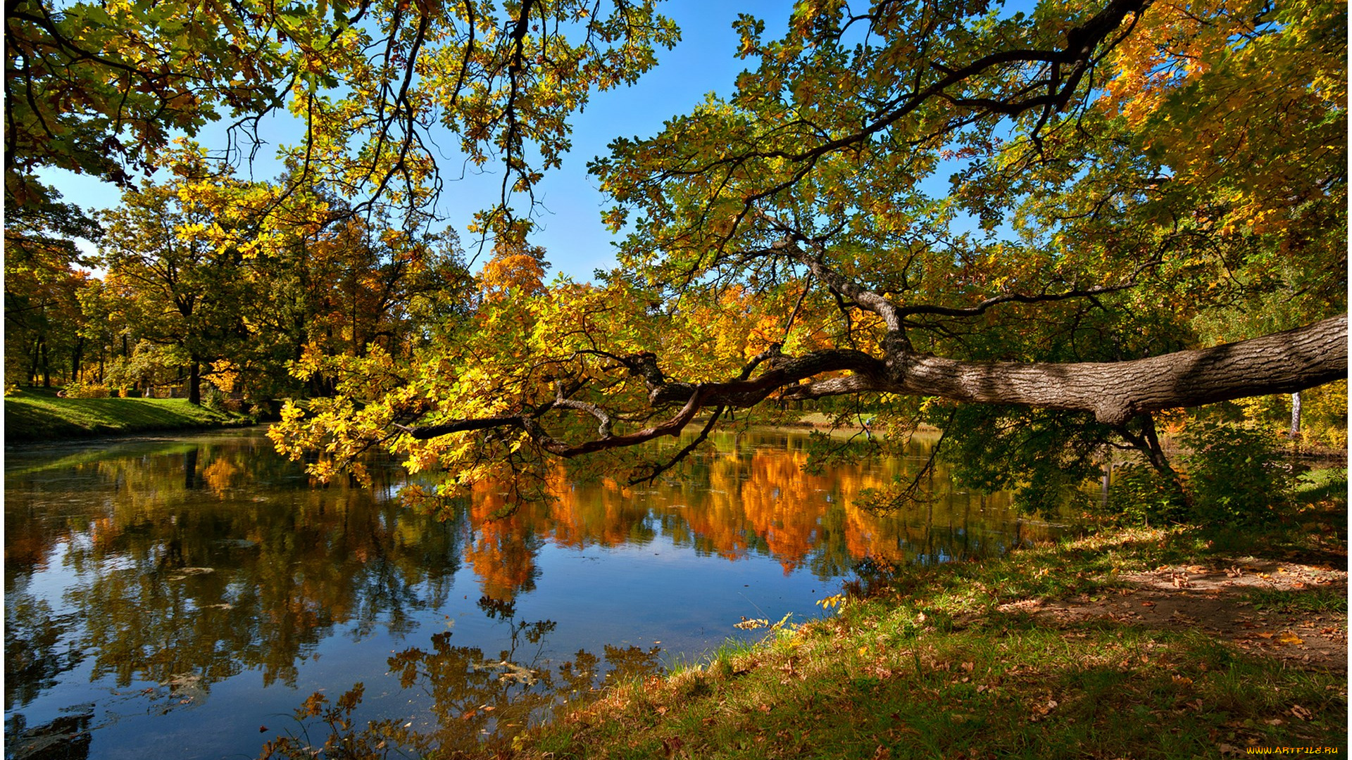 природа, реки, озера, осень, пруд, деревья, пейзаж