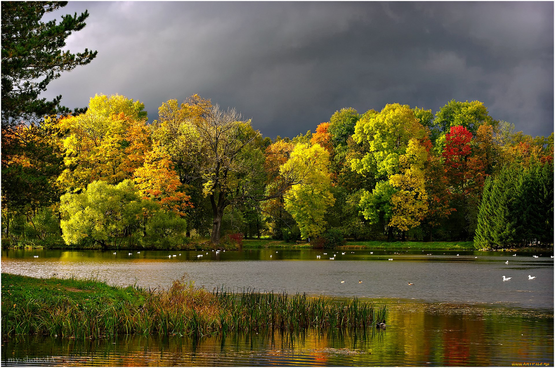 природа, реки, озера, осень, тучи, пруд, чайки, пейзаж