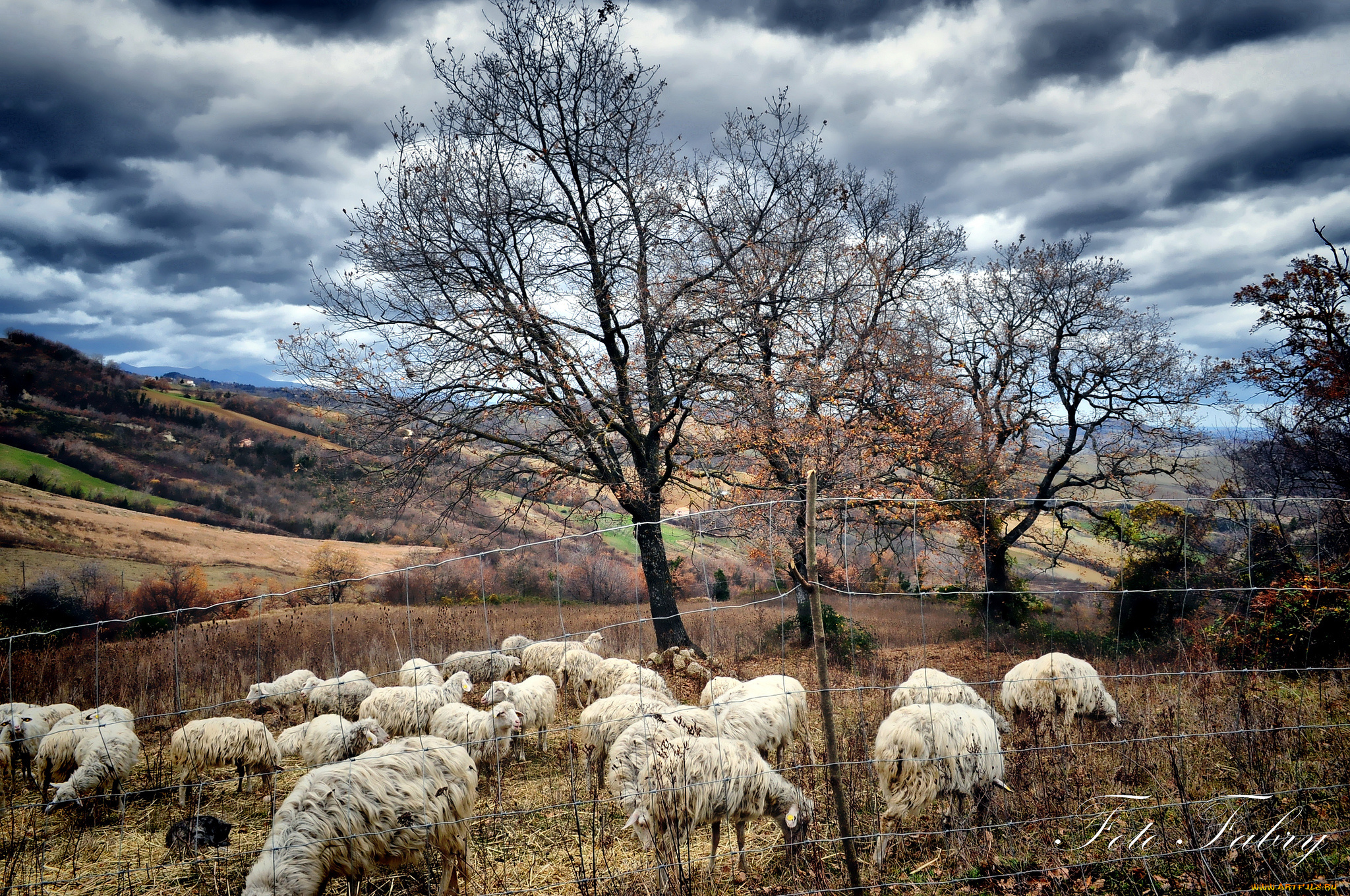 животные, овцы, бараны, пастбище, стадо, деревья, осень, fabry