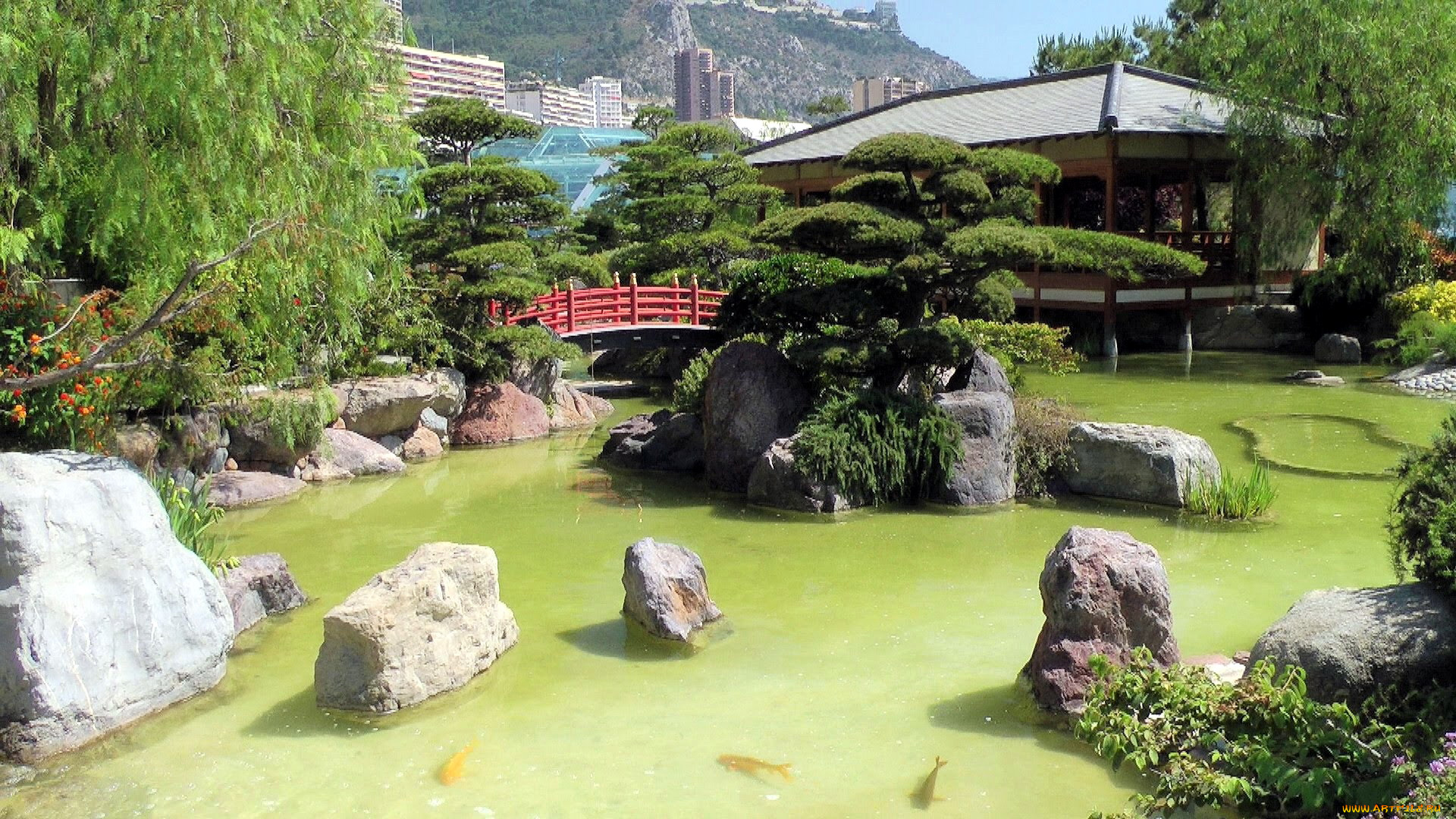 природа, парк, сад, японский