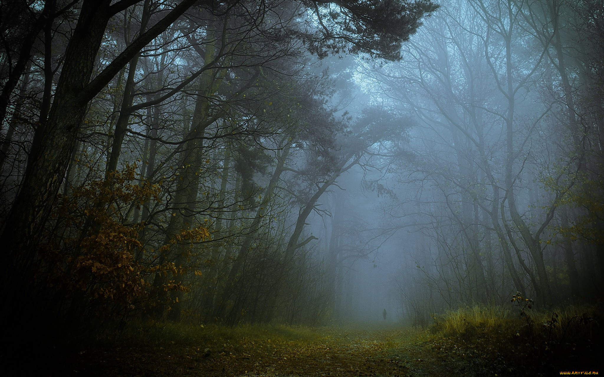 природа, дороги, лес, туман