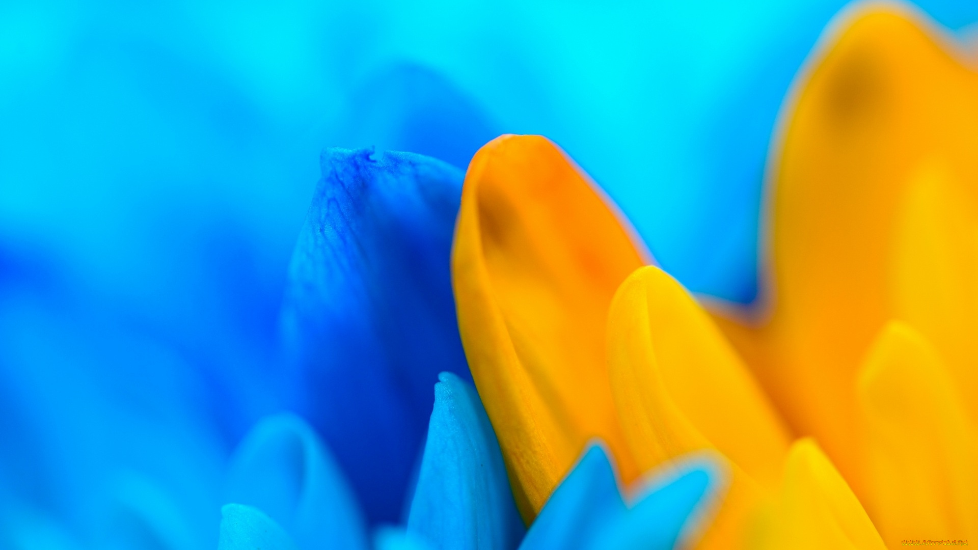 цветы, желтый, голубой, лепестки, макро