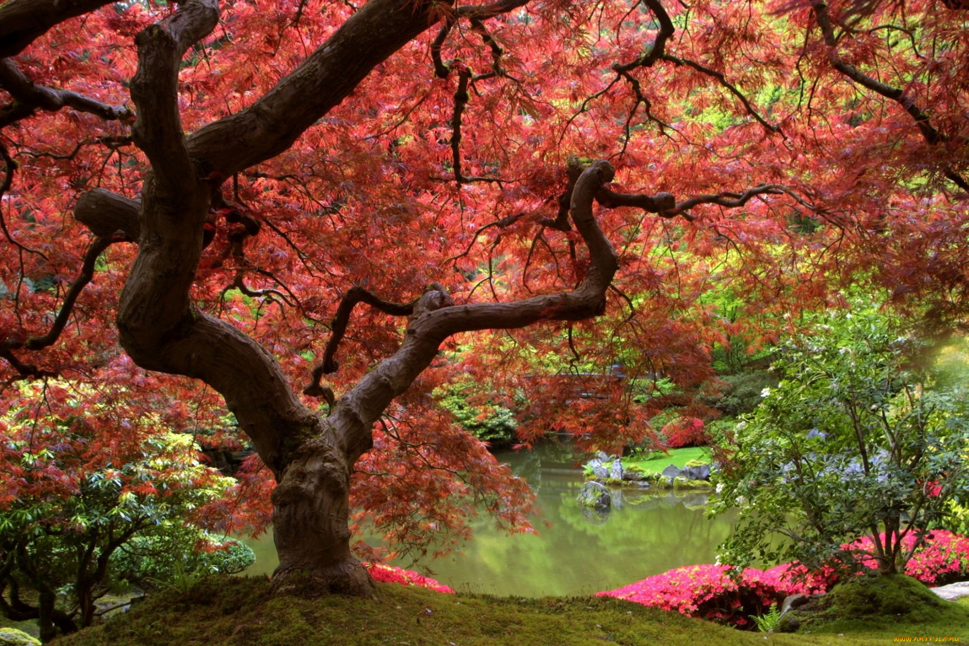 природа, парк, японский, водоем, садик
