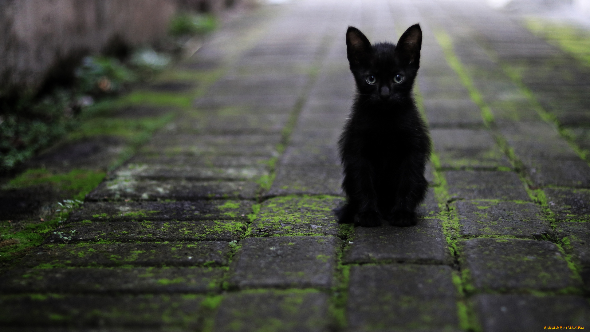 животные, коты, дорога, кошка, взгляд, котенок, черный, плитка, тротуар, сидит, боке