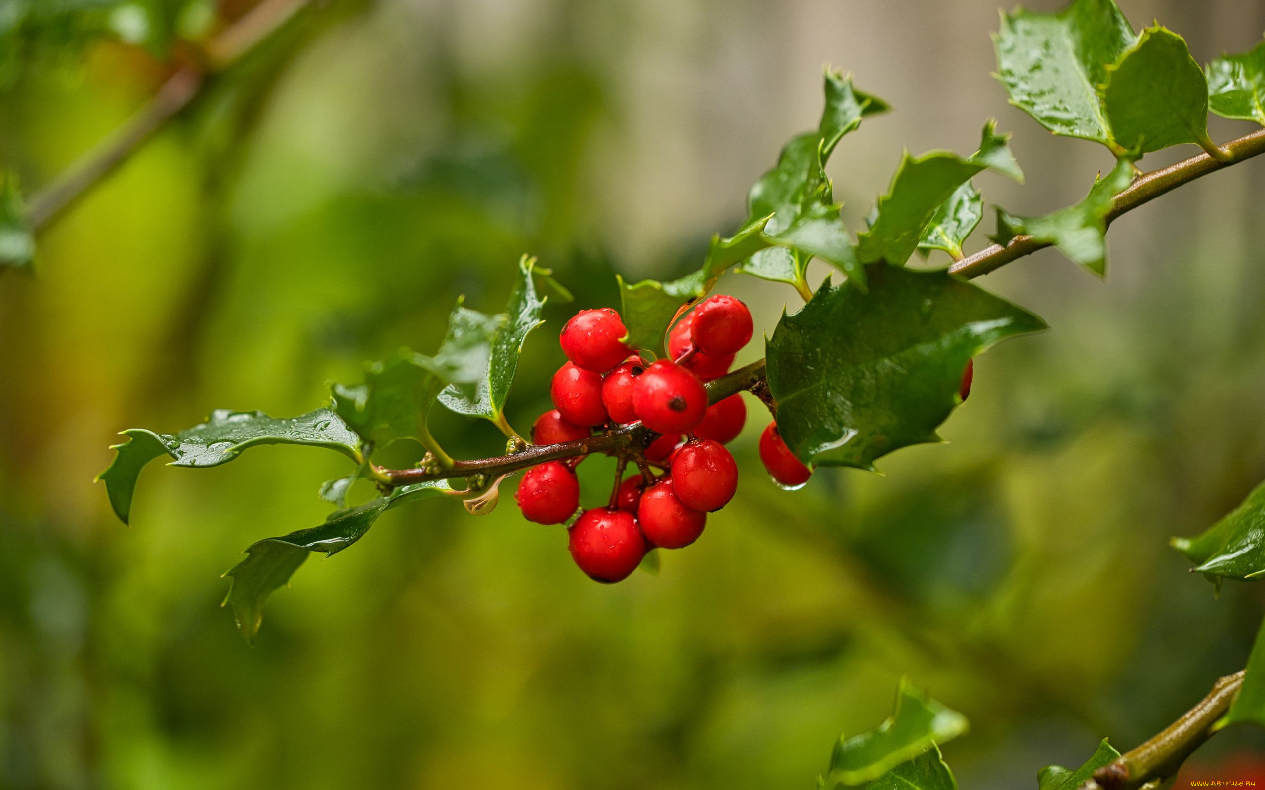 природа, ягоды, mistletoe, berries, омела