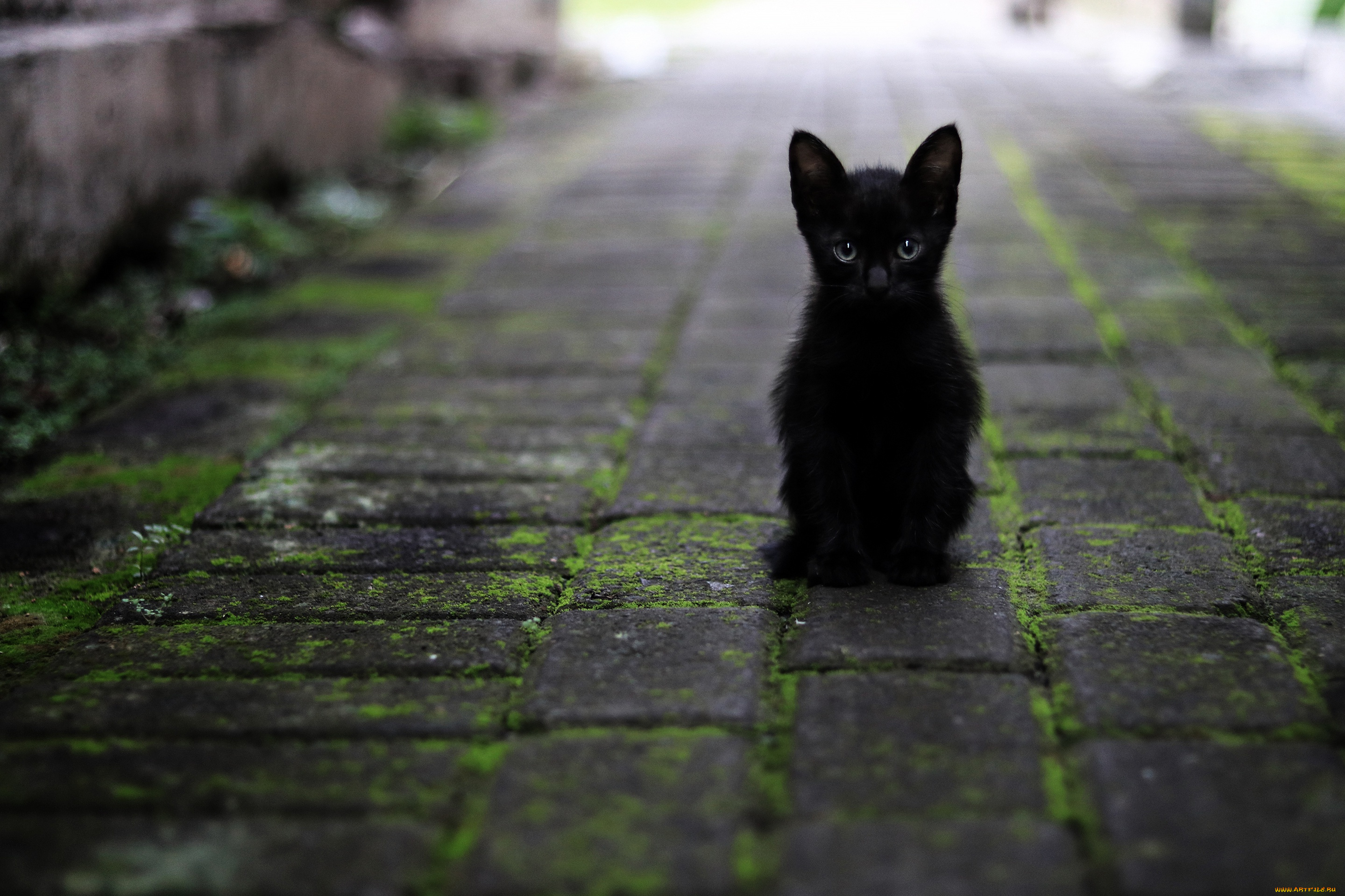 животные, коты, дорога, кошка, взгляд, котенок, черный, плитка, тротуар, сидит, боке