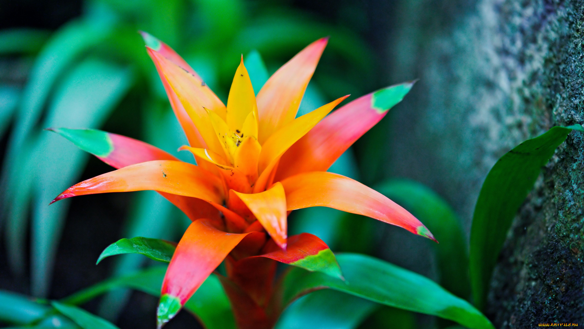 цветы, guzmania, bromeliad