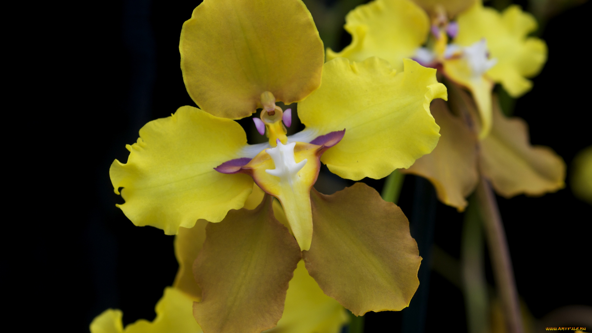 цветы, орхидеи, желтый, экзотика
